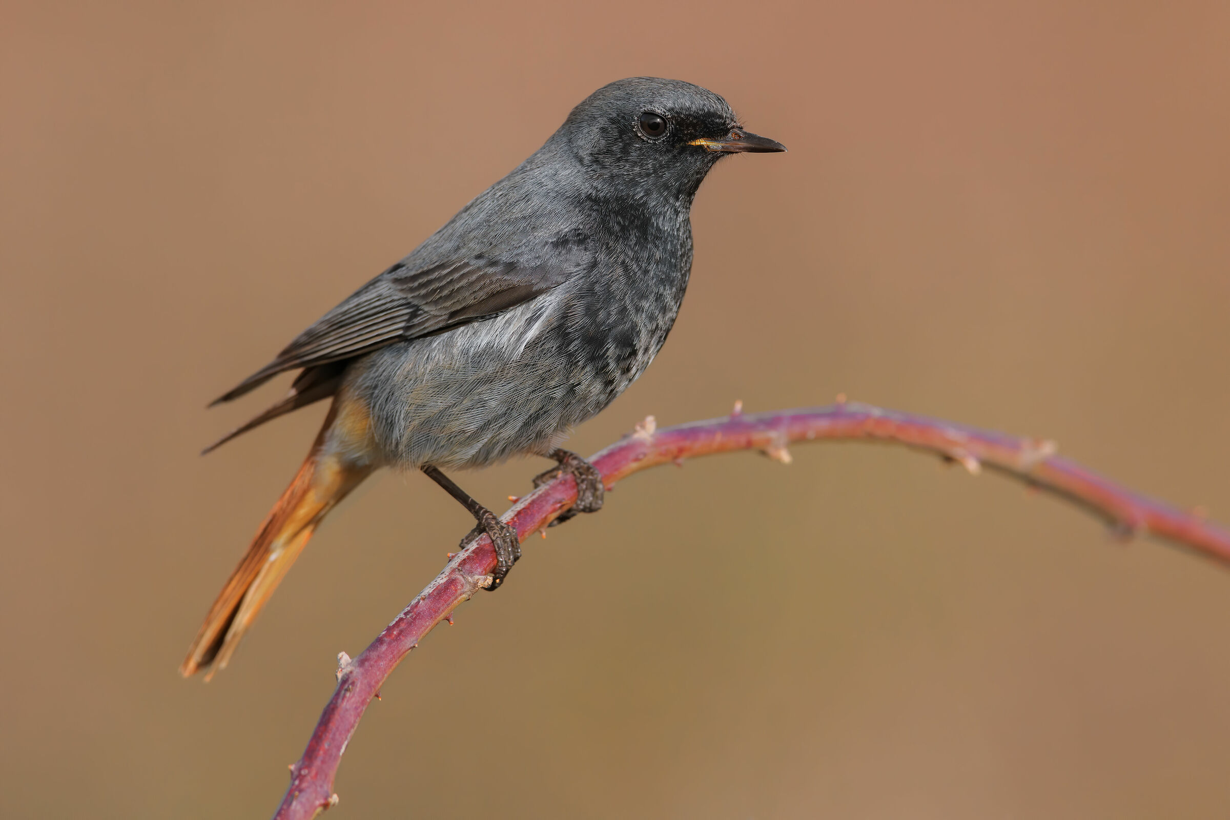 Phoenicurus ochruros