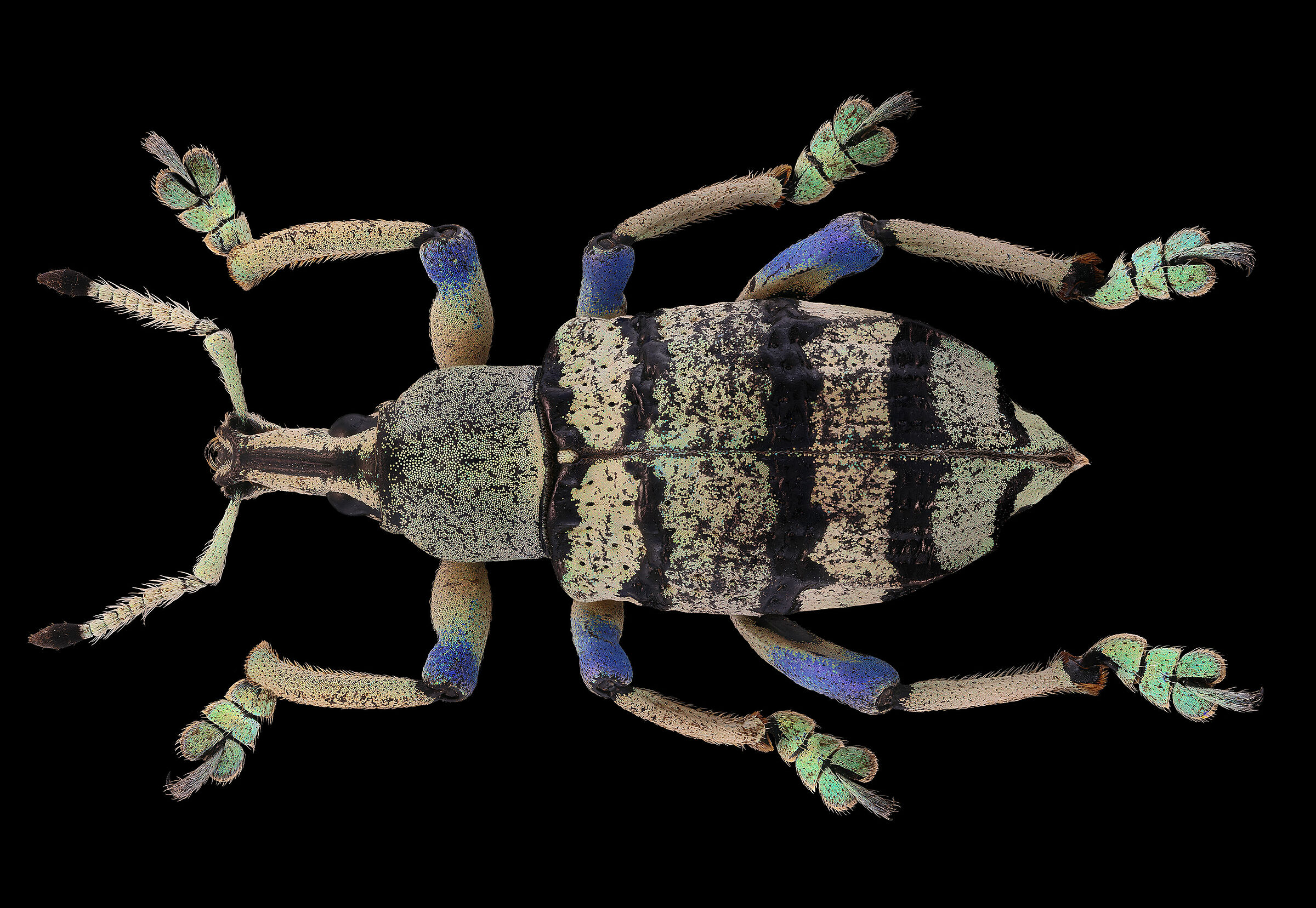 Eupholus schoenherri petiti 4