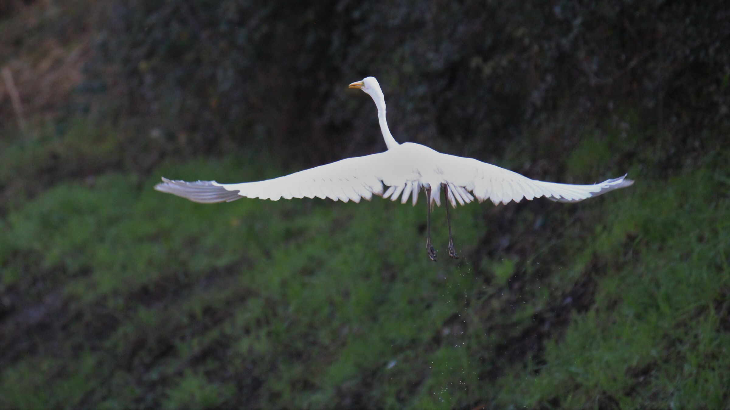 Airone bianco maggiore