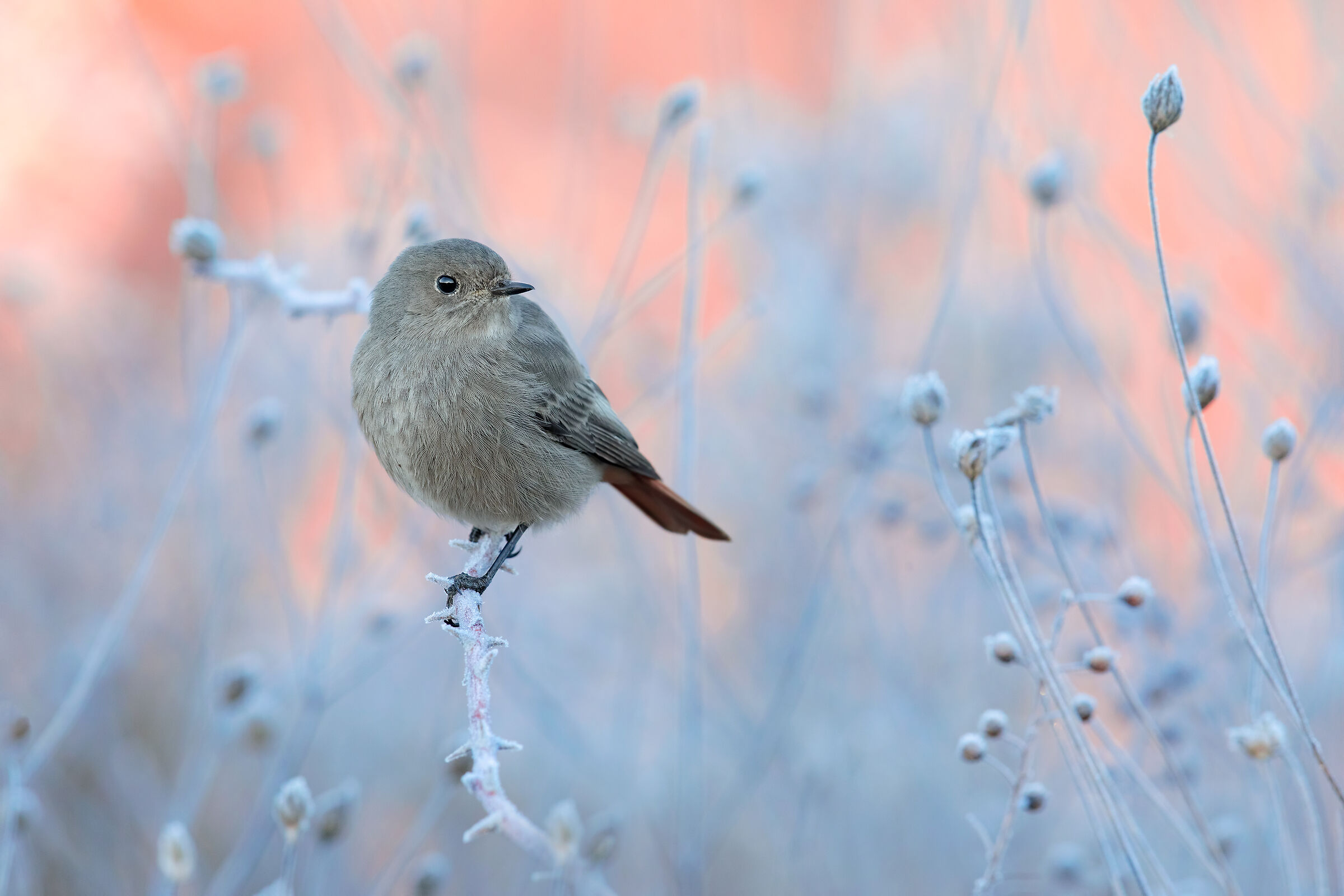 The frost (red chimney sweep)