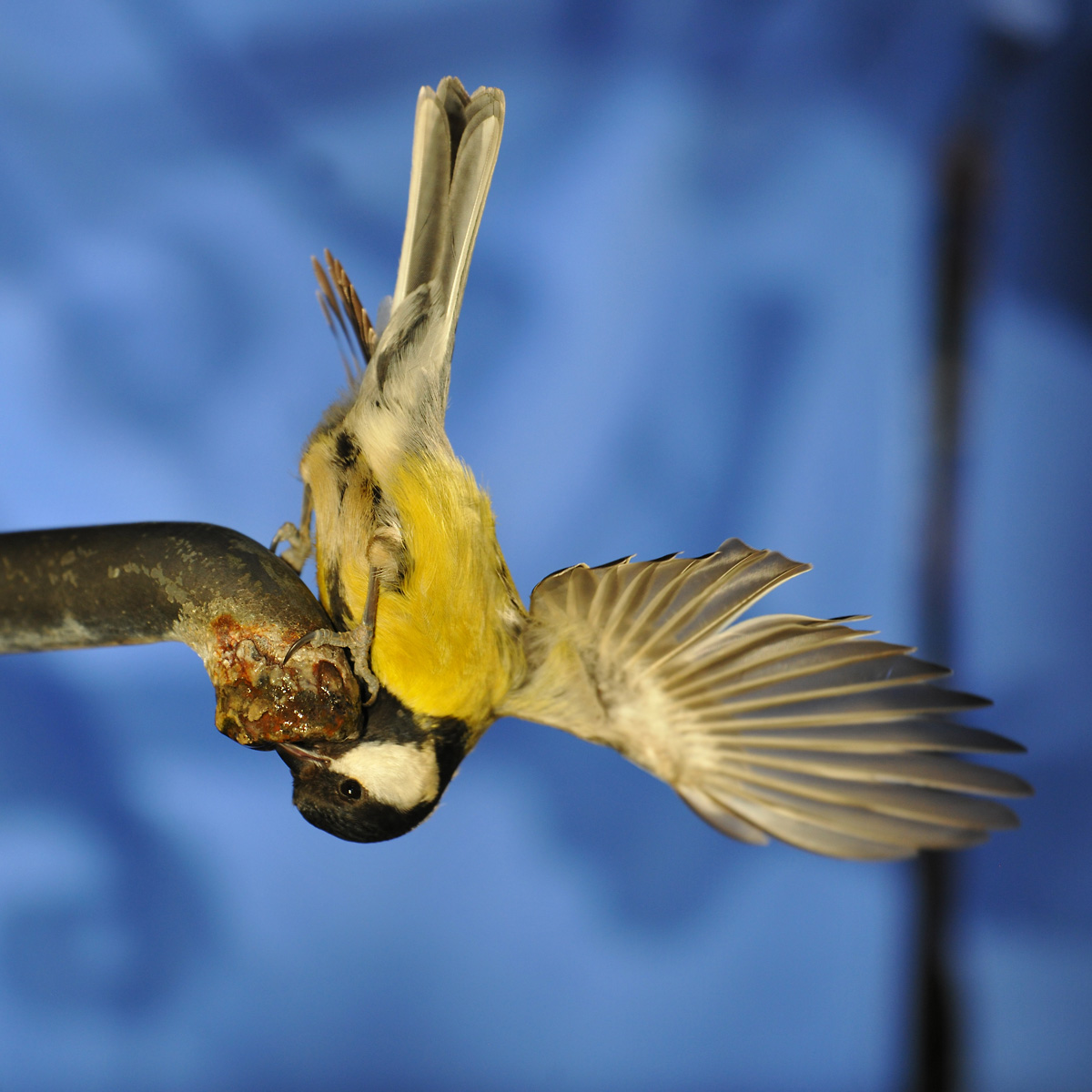 cinciallegra alla fontana