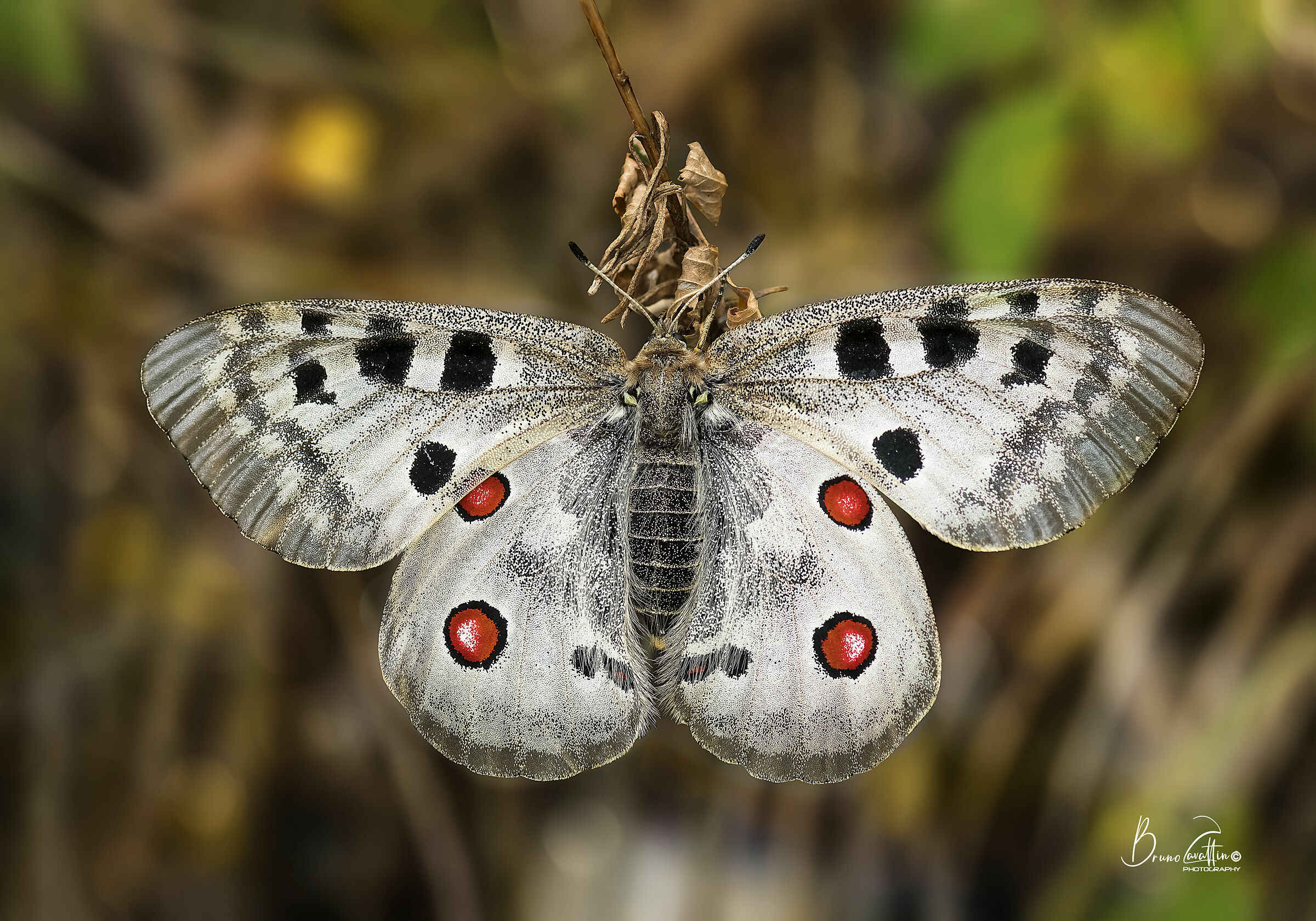 Parnassius apollo