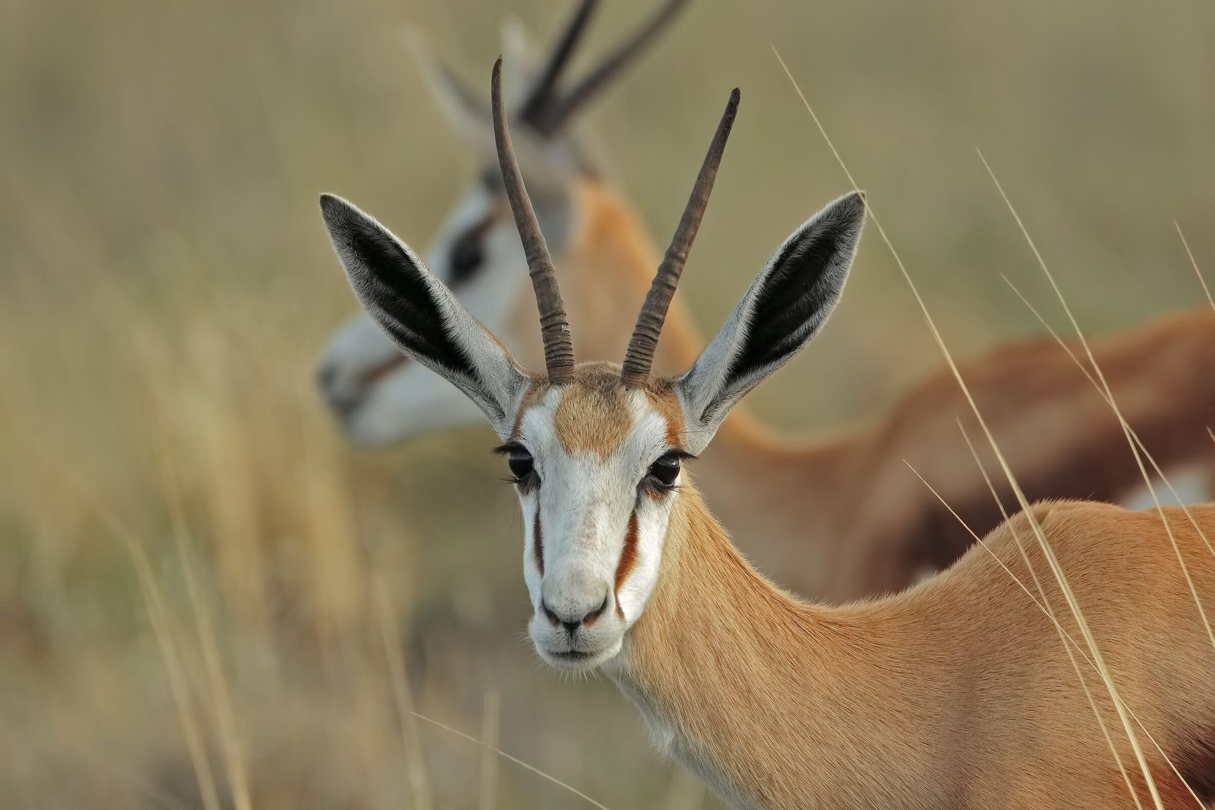 Springbok