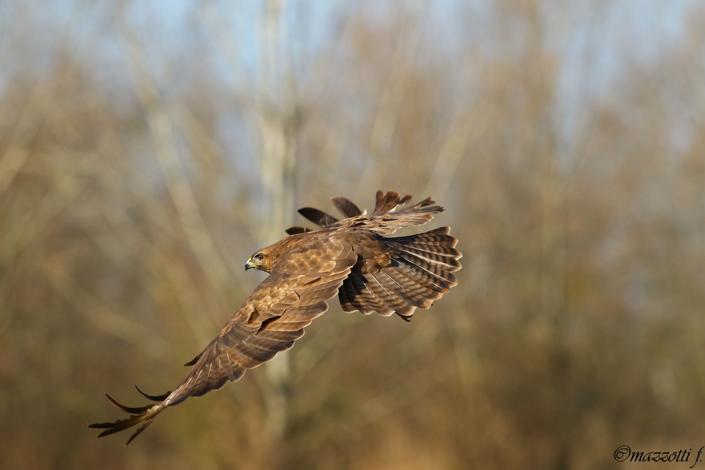 buzzaplane in flight