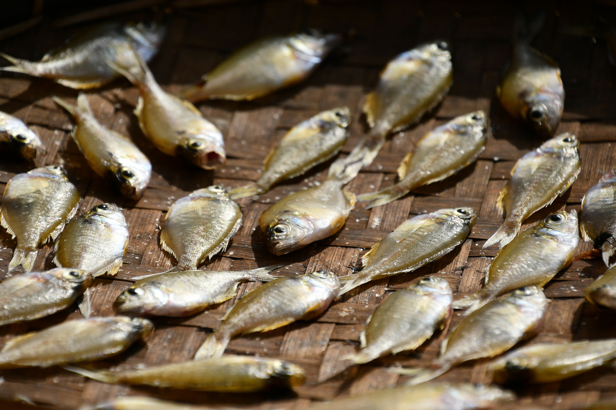 Il frutto di una dura giornata di pesca sul lago Inle