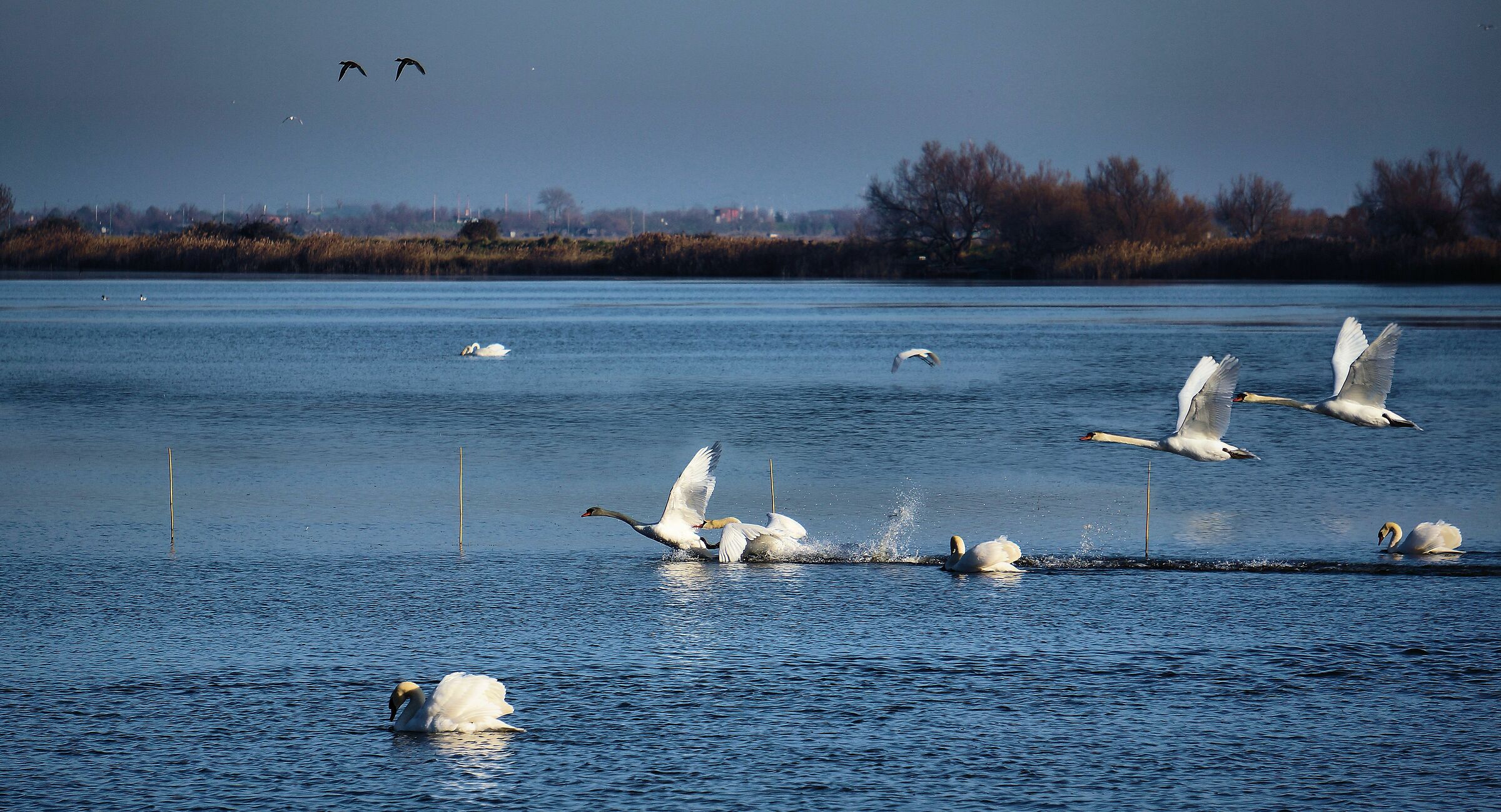 Swans in the valley.