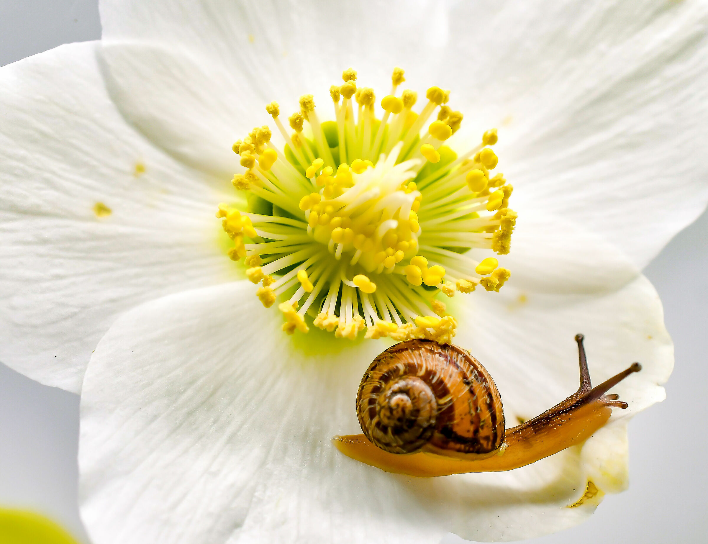 Flower and snail