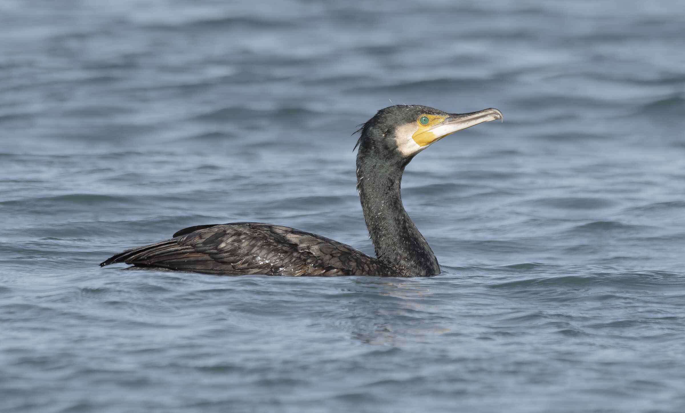 Cormorant