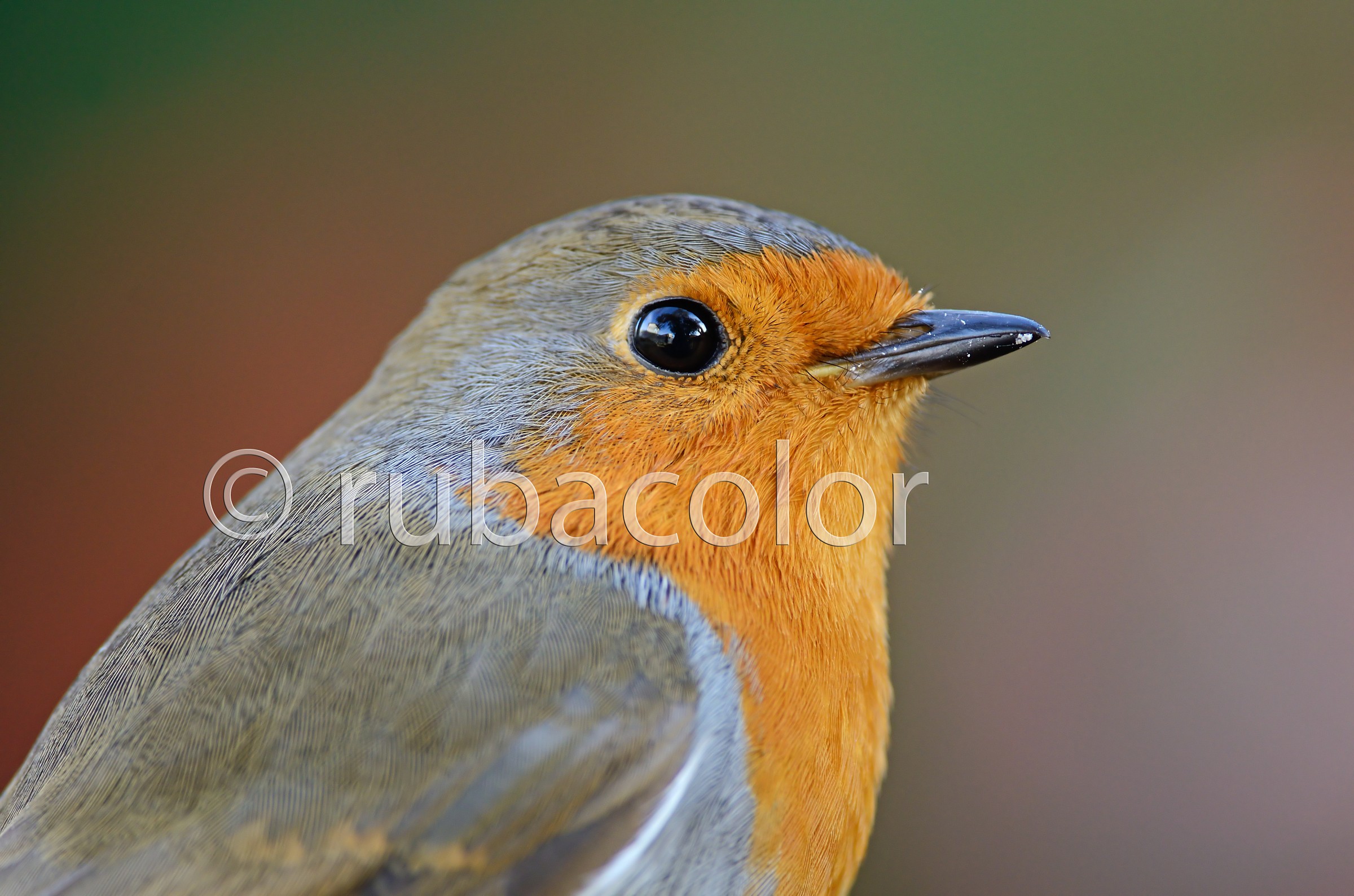 Un primo piano al pettirosso (no crop)