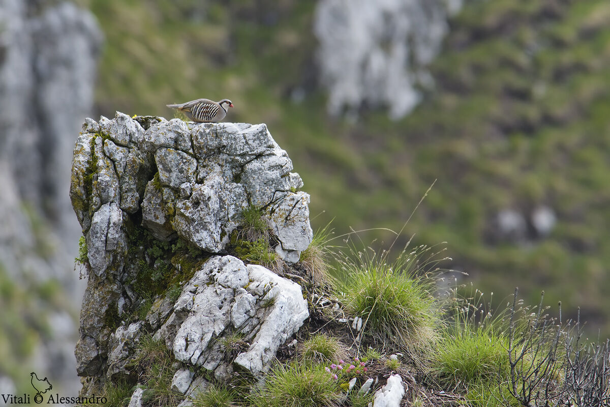 Coturnice delle Alpi