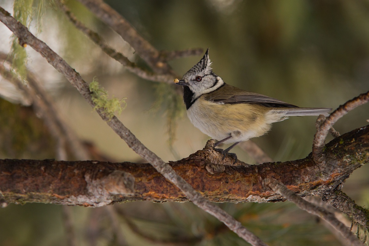Cincia dal ciuffo (Parus cristatus)