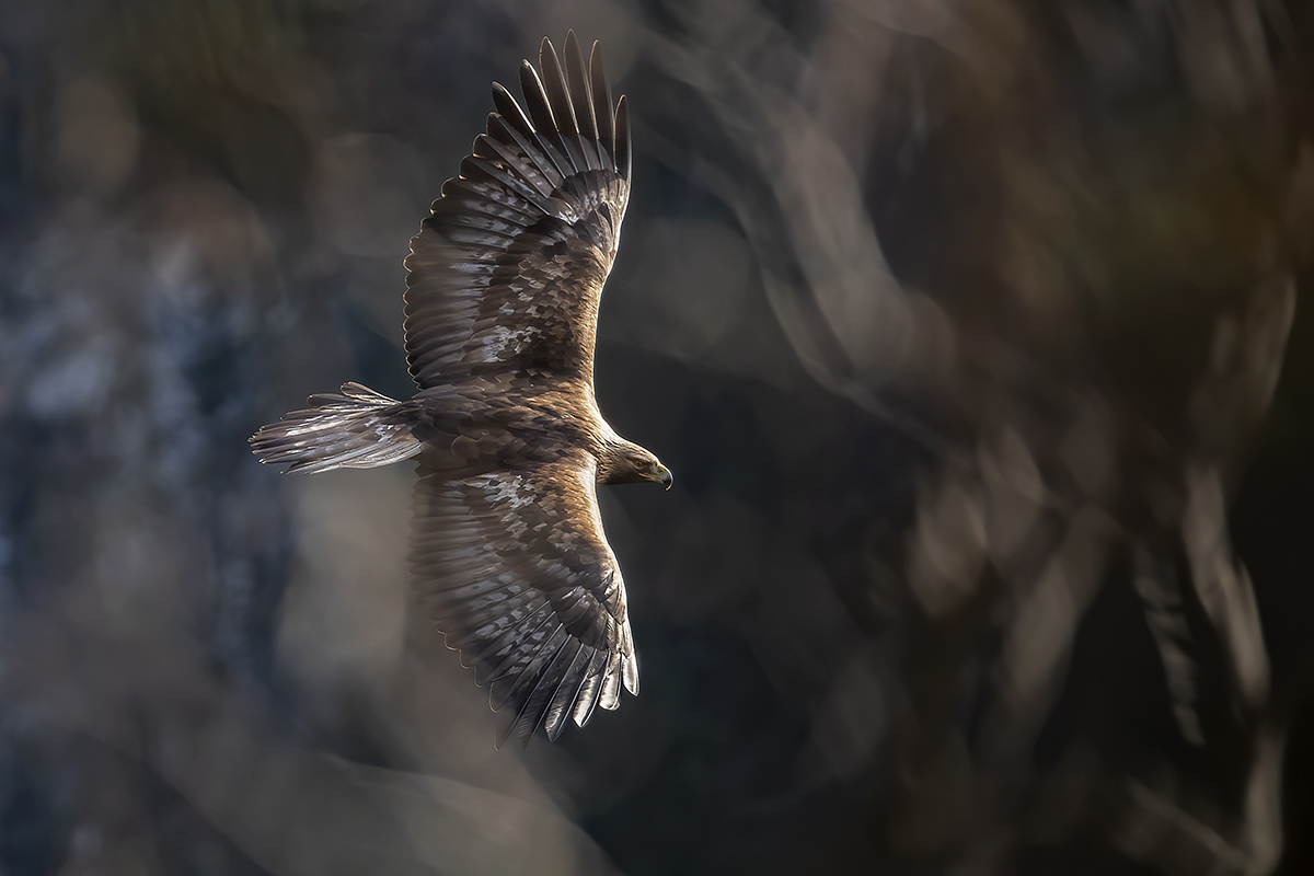 Aquila reale -Alpi Italiane-