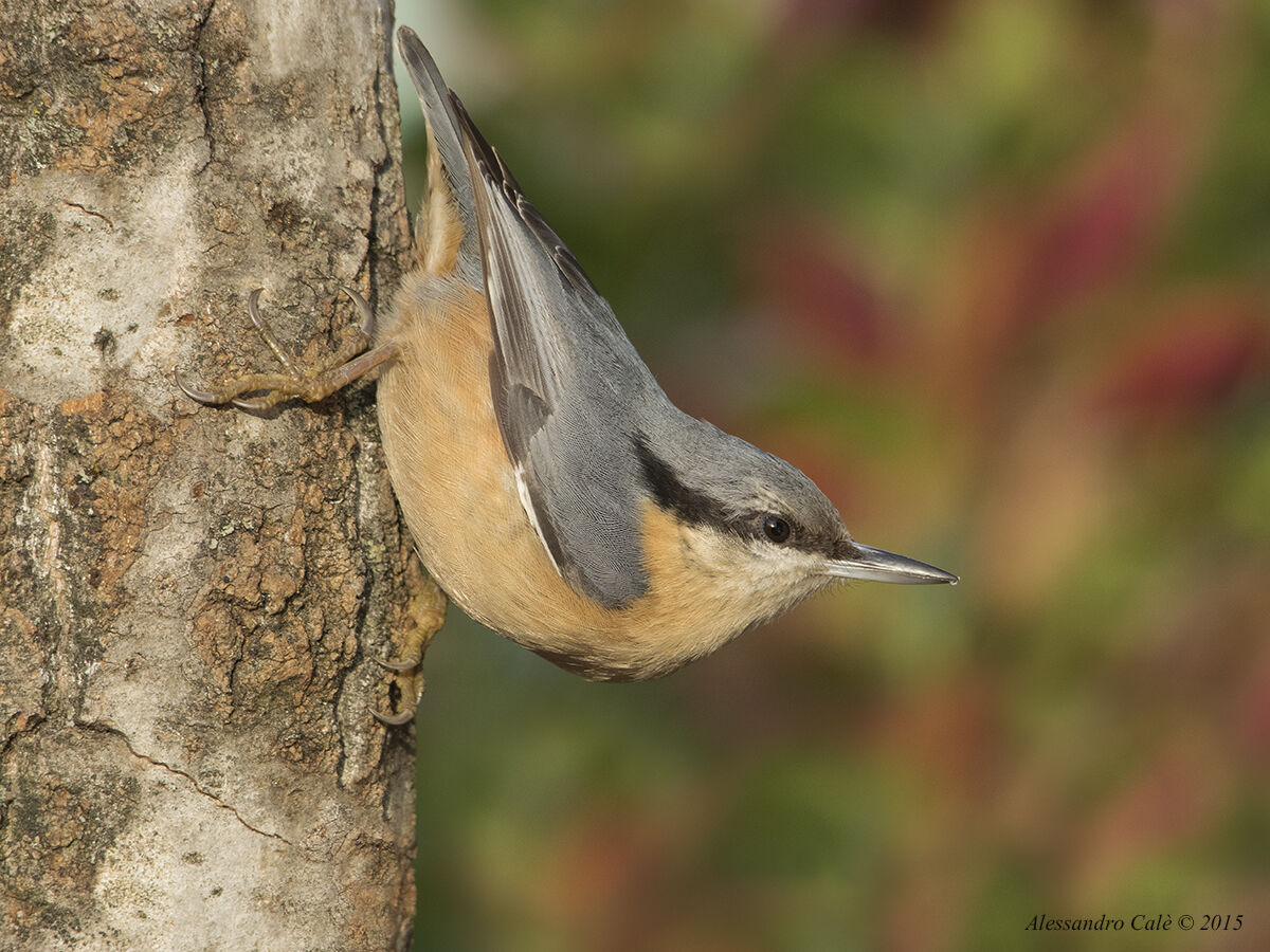 European Sitta (Mason Wood) 6555