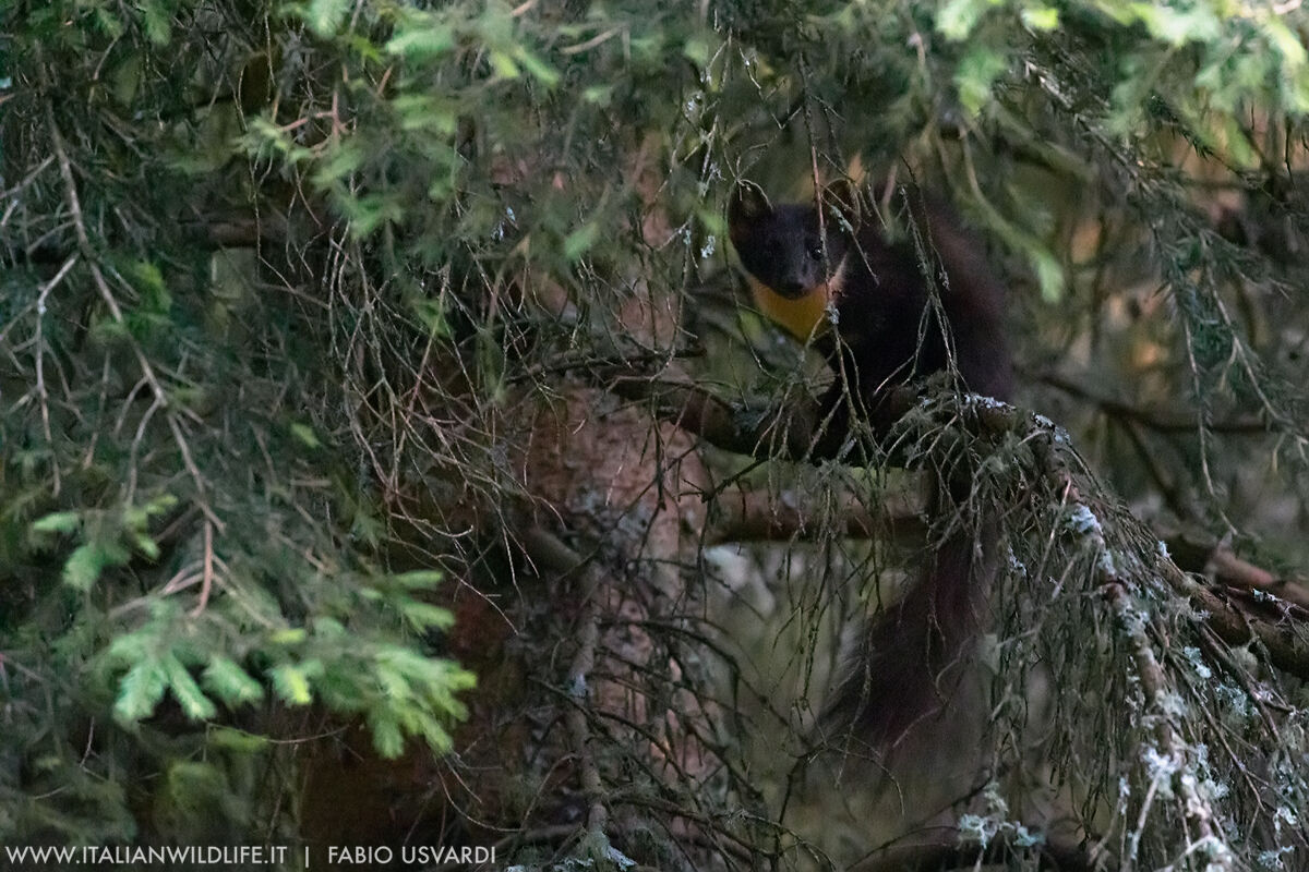 Martora (Martes martes)