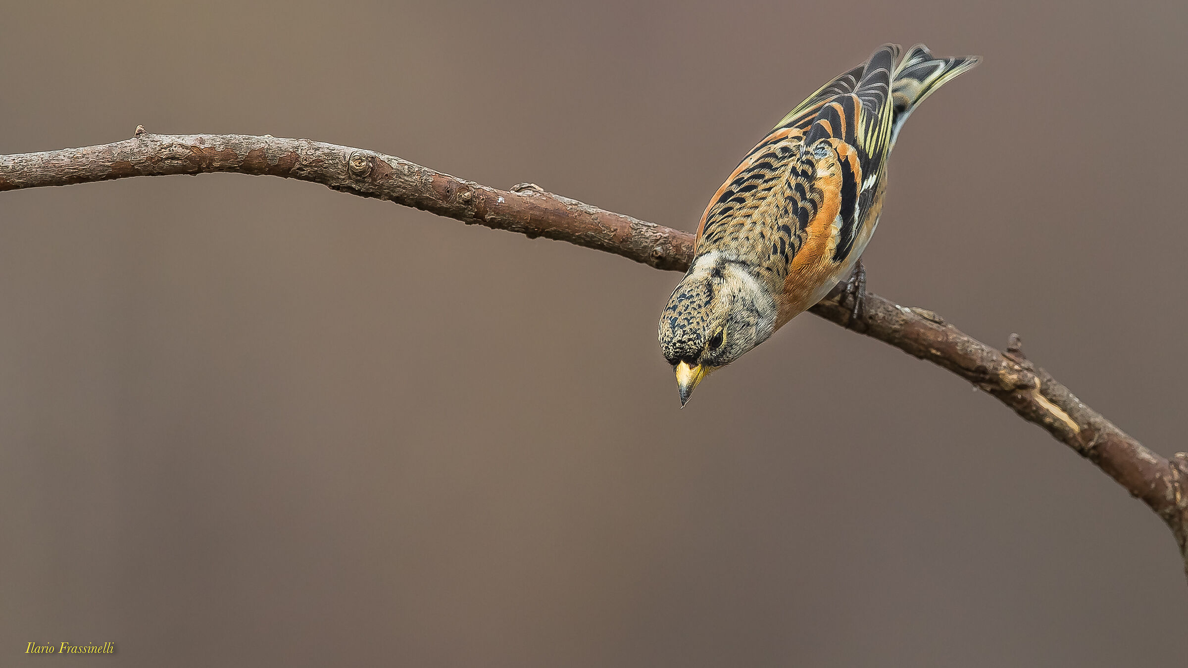 The beautiful dress of the peppola