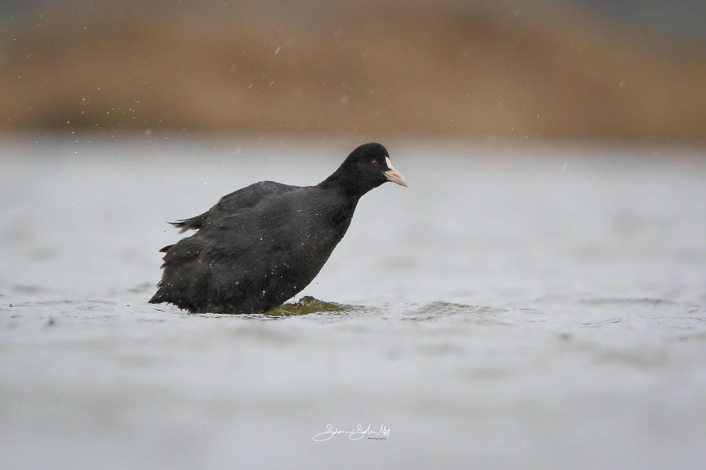 Rain (Fulica atra, Linnaeus, 1758)