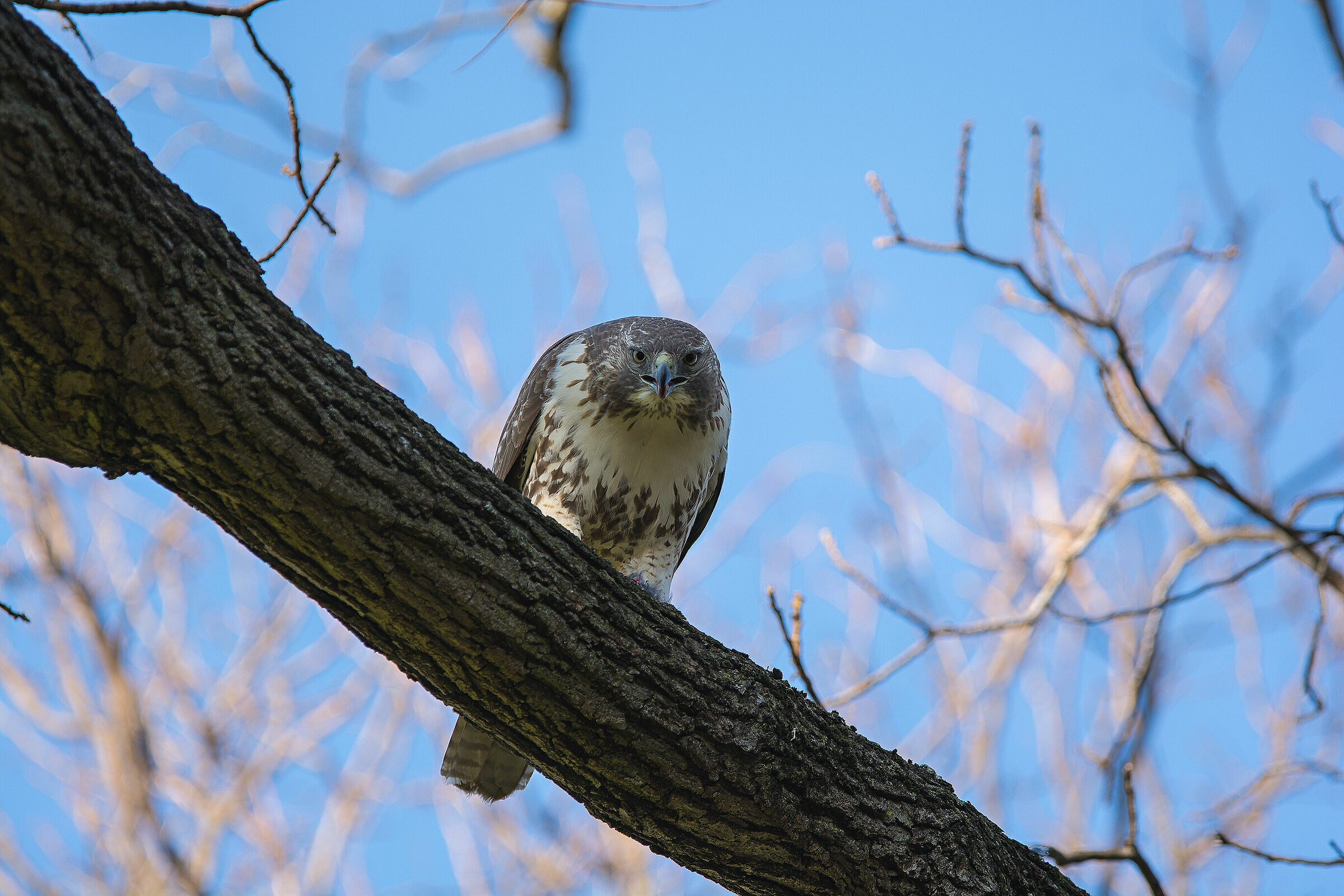 Red tailed hawk in downtown Boston