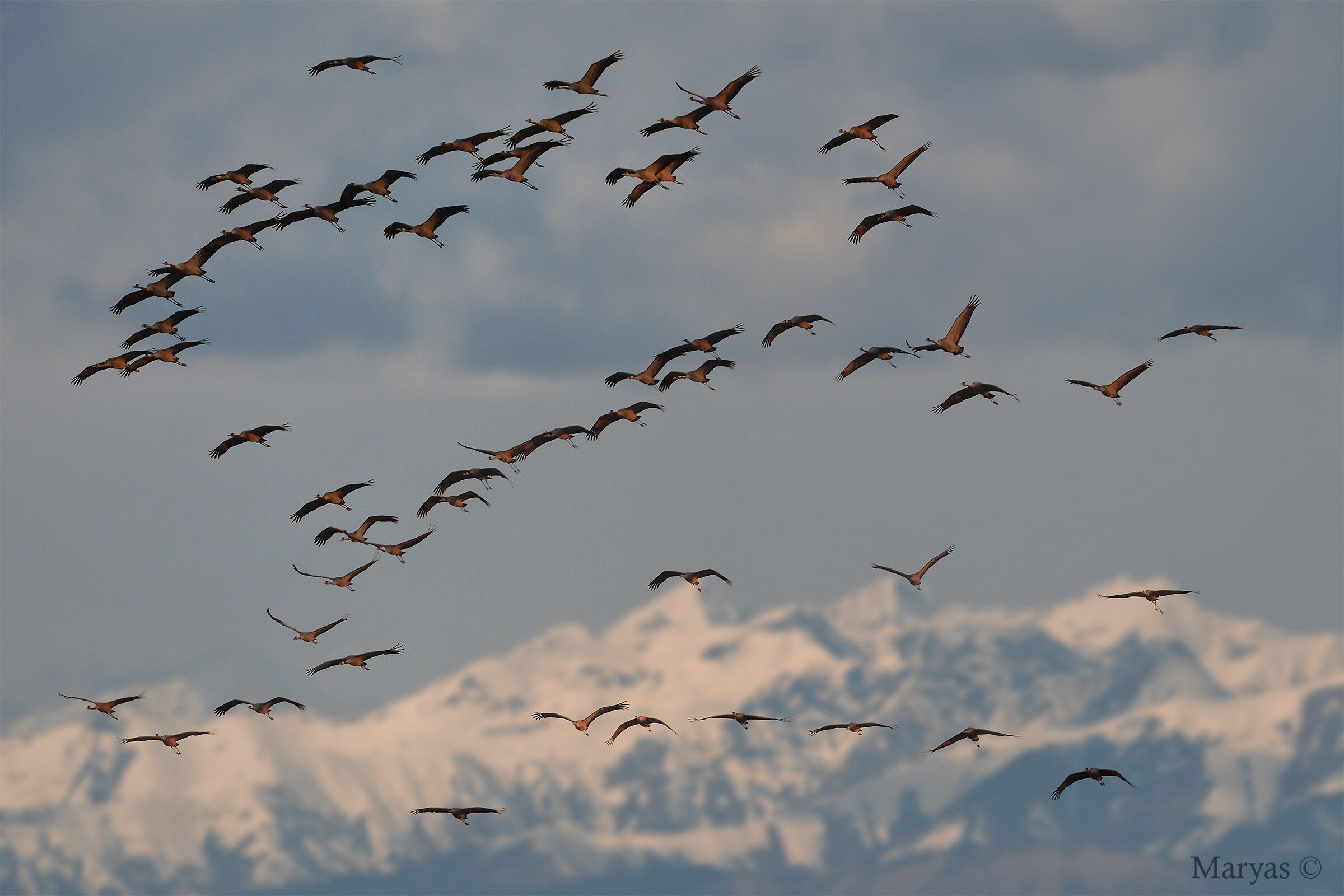 Gru al rientro serale