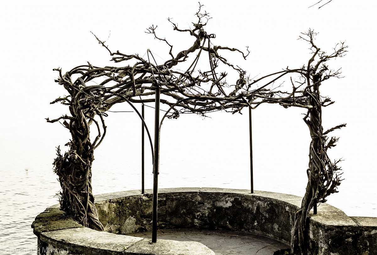 trees