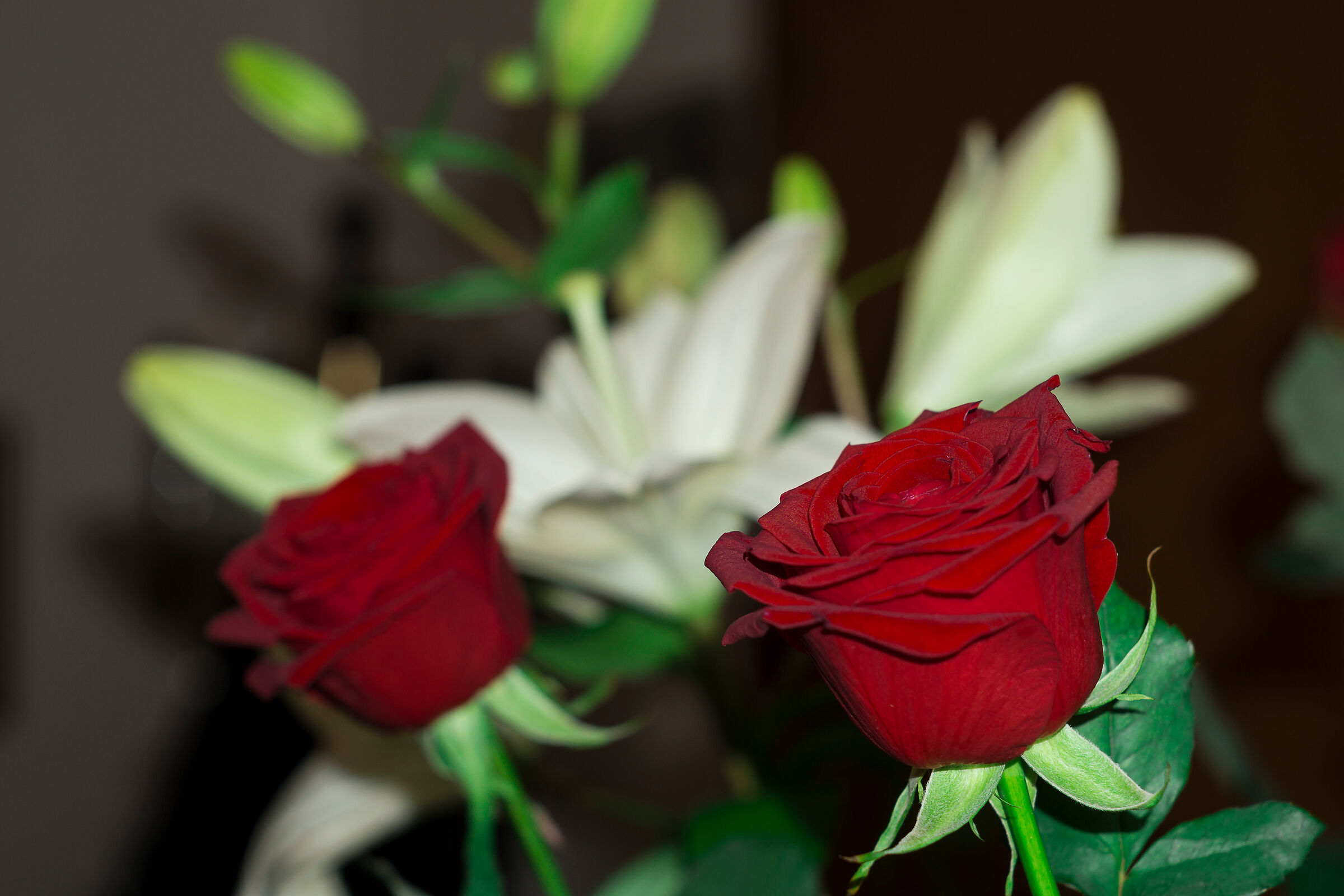 La  mia rosa più bella......