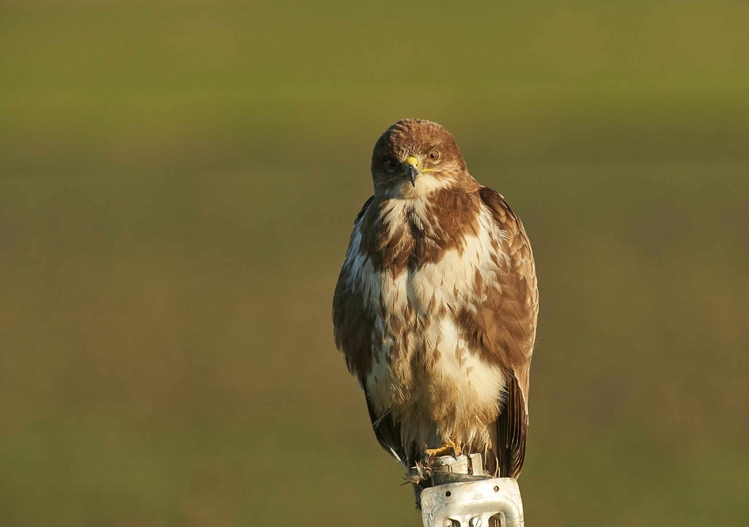 Buzzard comune europeo