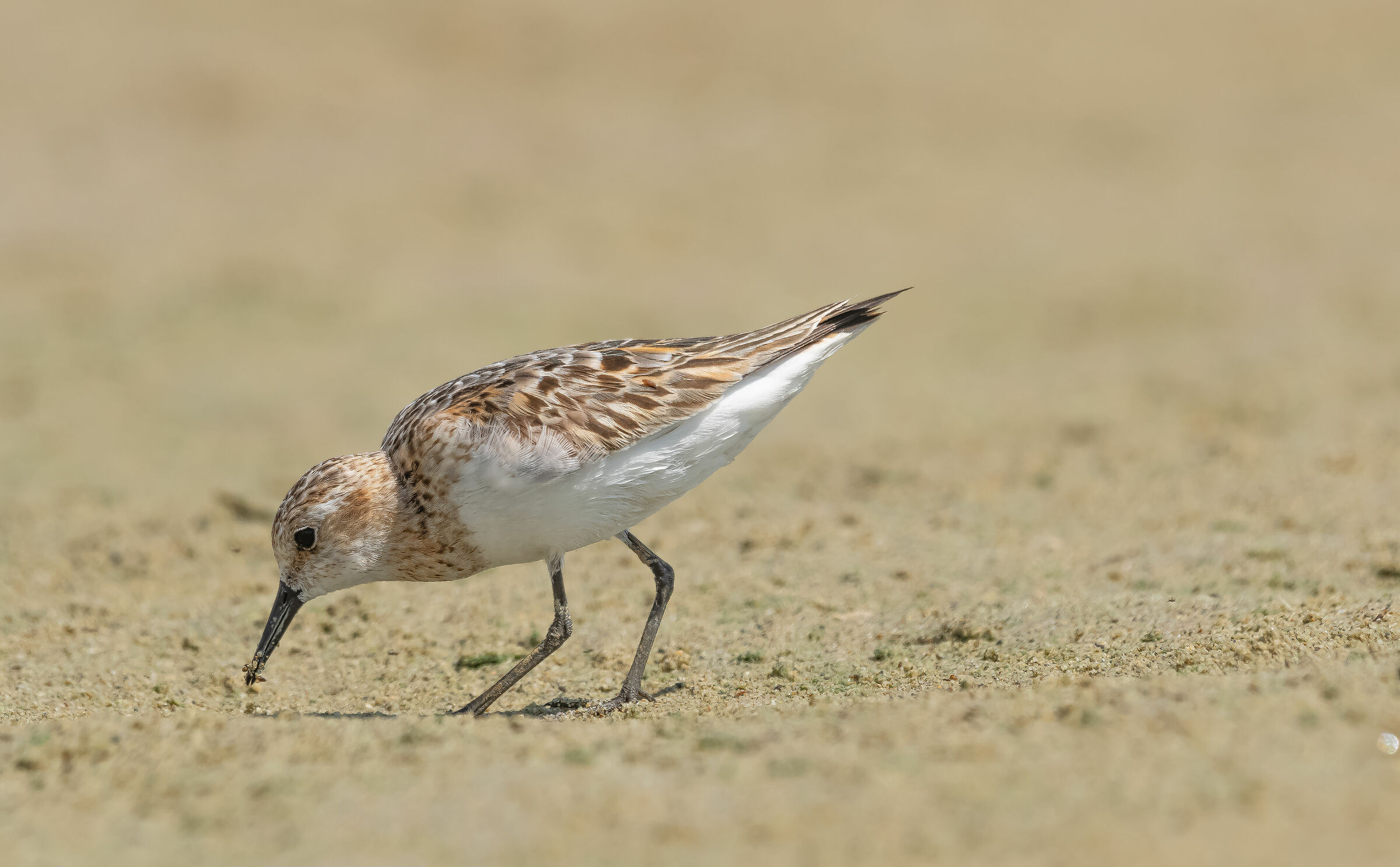 Common rain (Calidris ferruginea Pontoppidan)