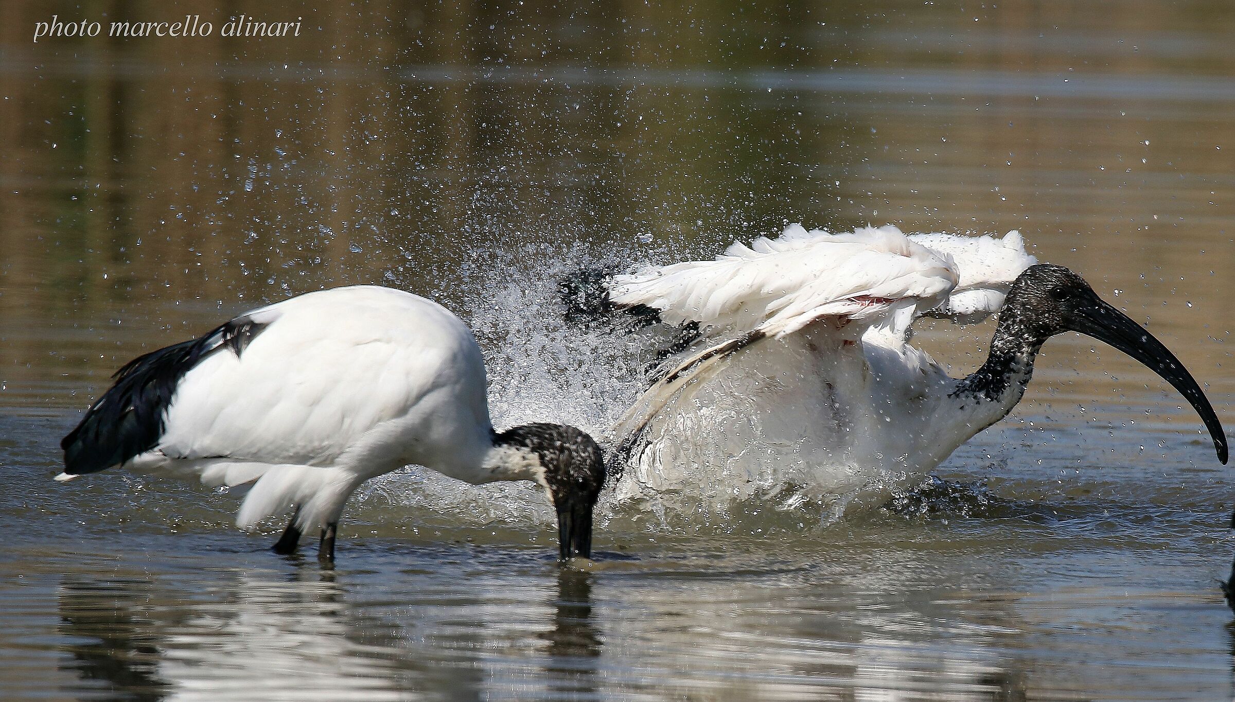 Stamani bagnetto. Ibis Sacro
