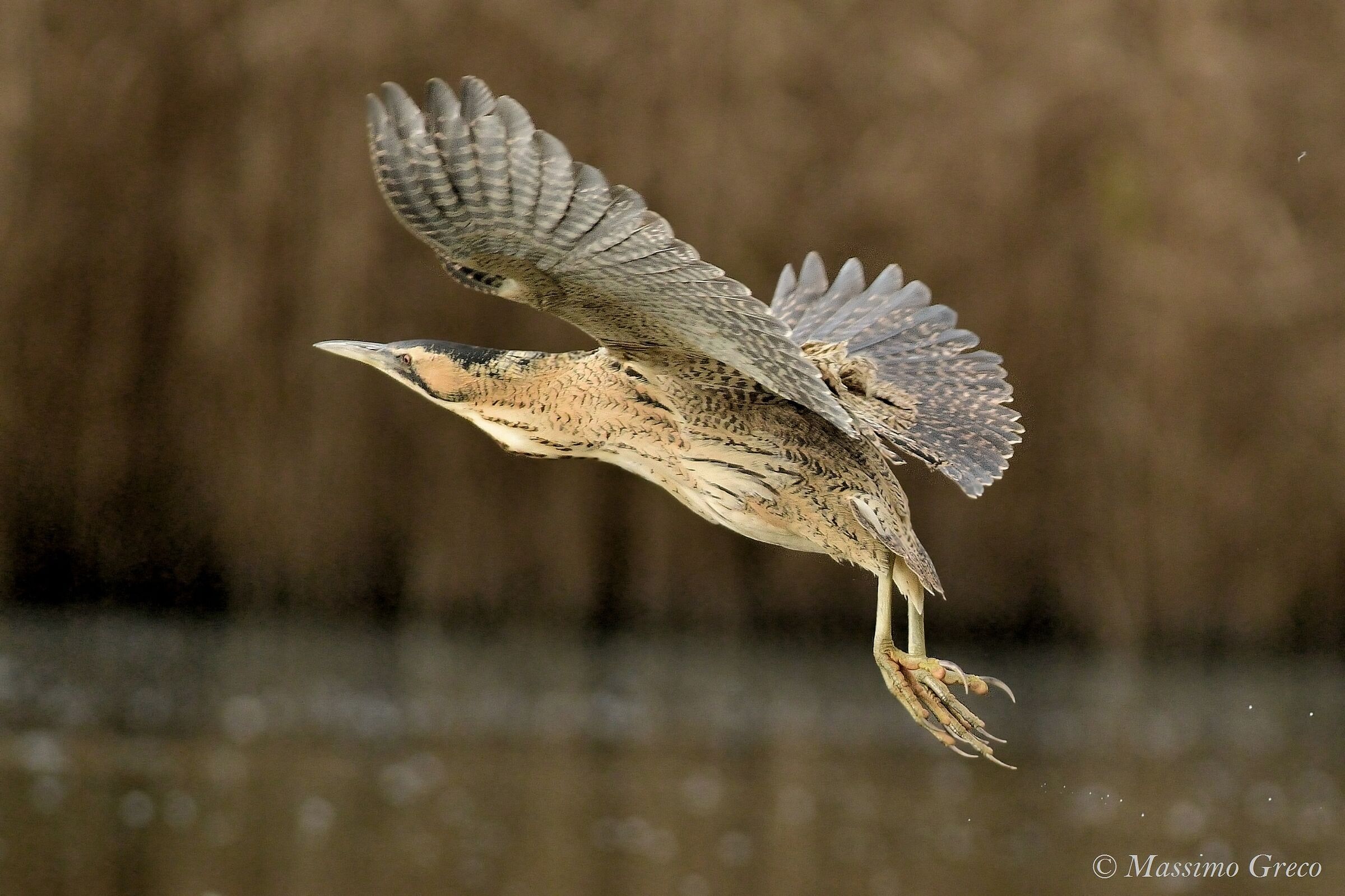 TARABUSO (Botaurus stellaris)