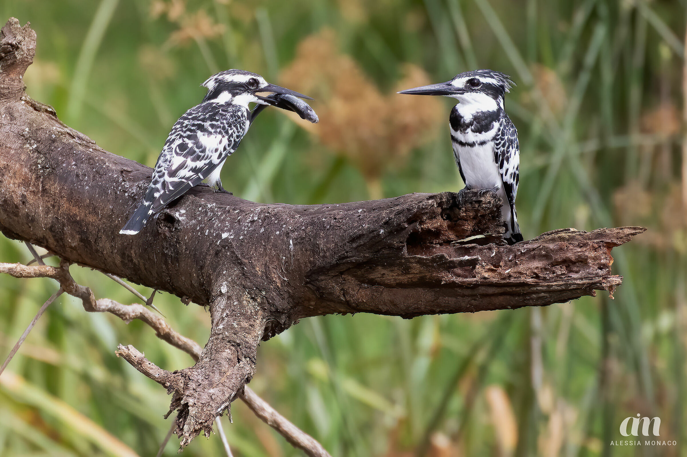 I love you, Martin Fisher