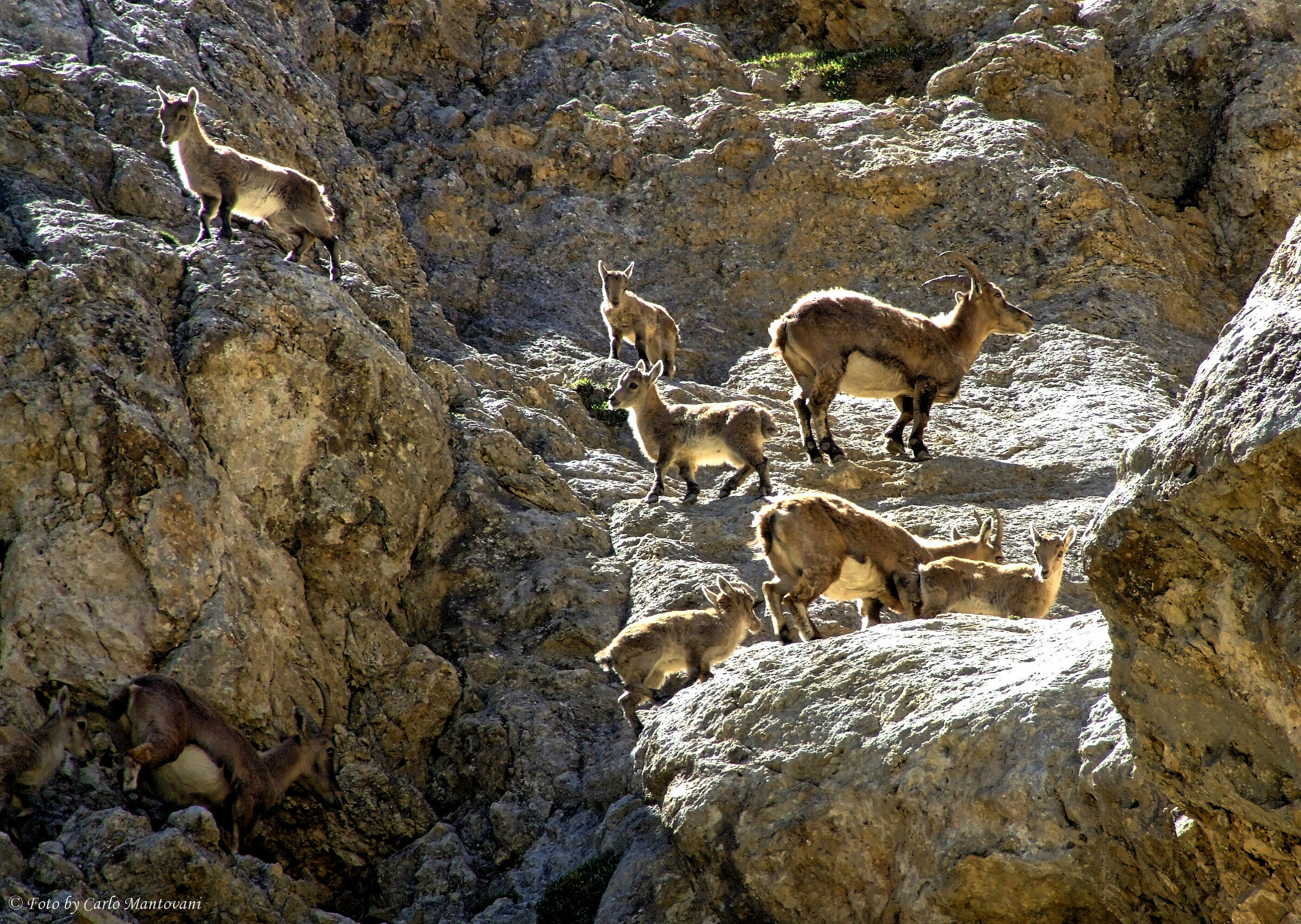 Femmine di stambecchi con piccoli
