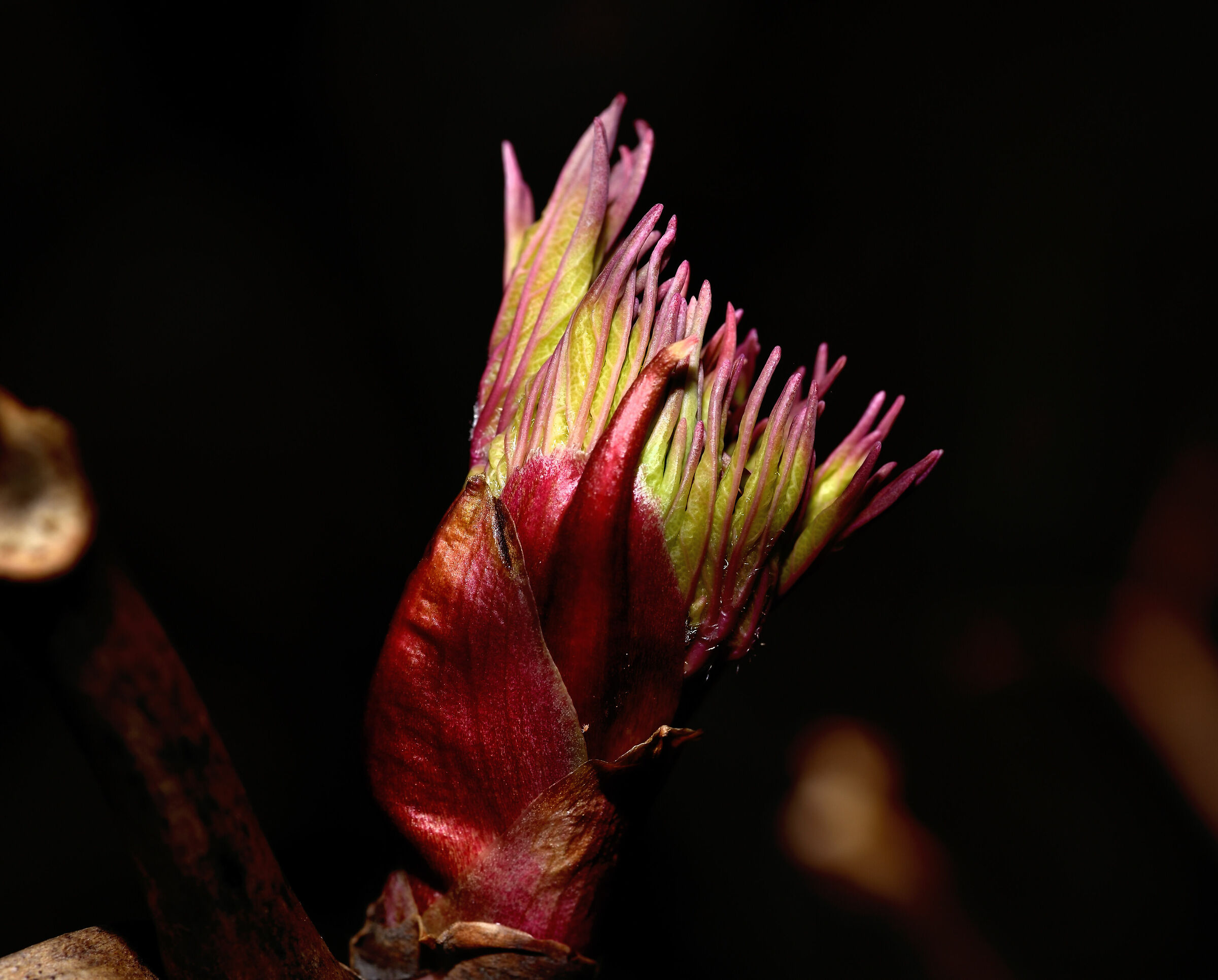 Le prime foglie di gennaio