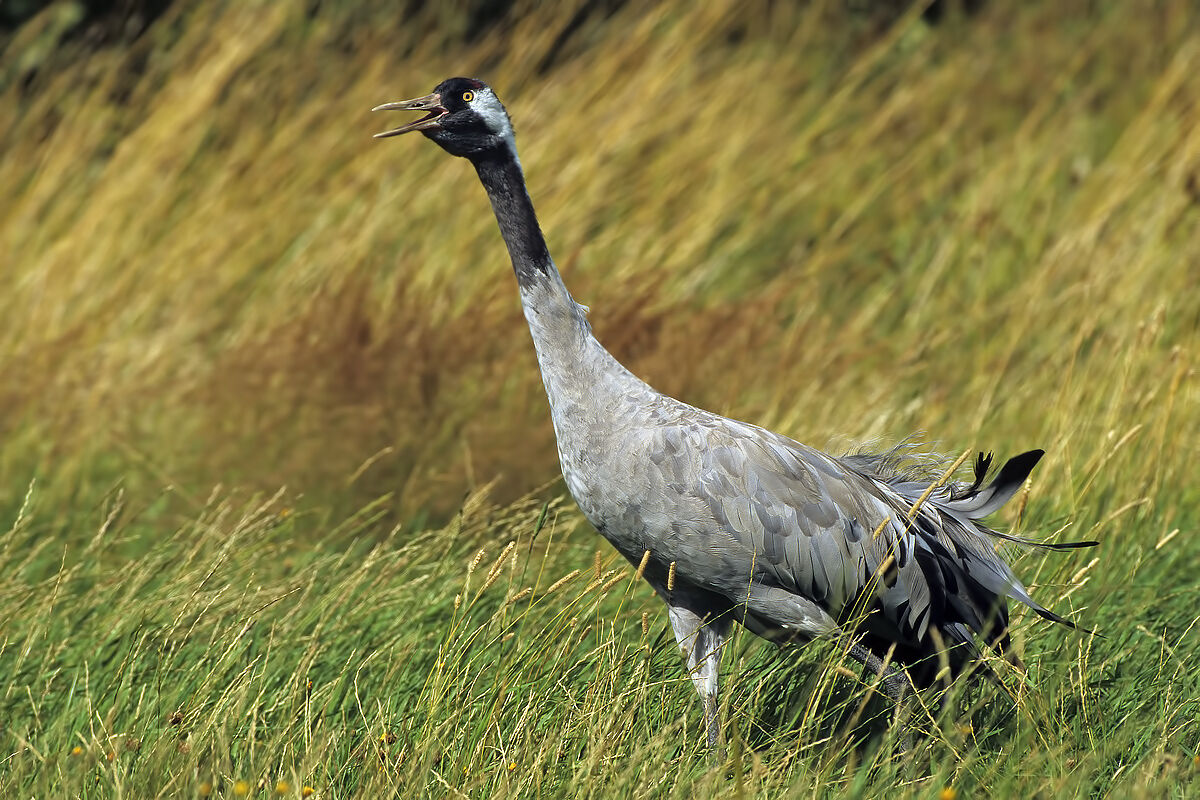 Common crane