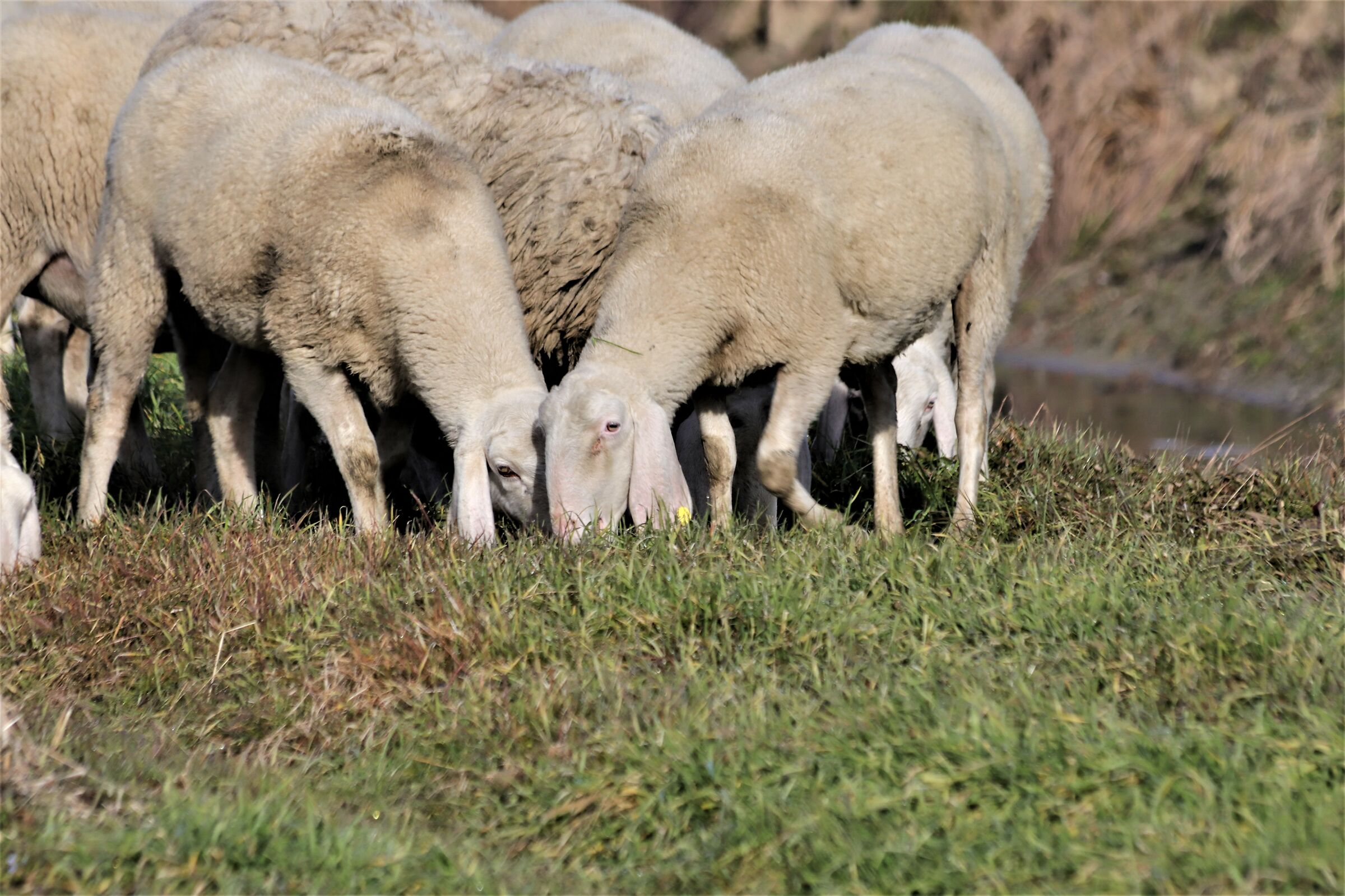 periodo di transumanza