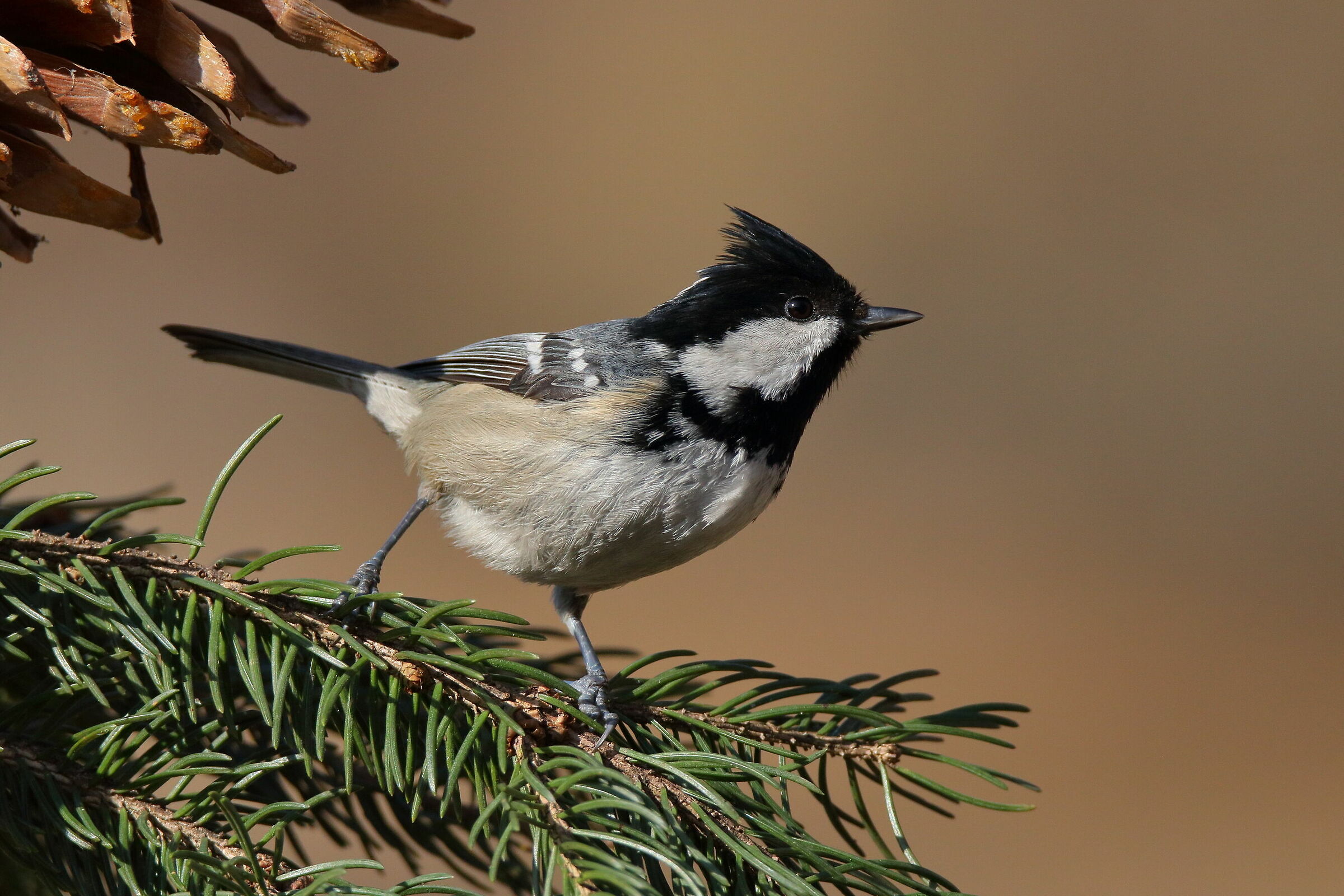 Nuovi ospiti nel giardino...