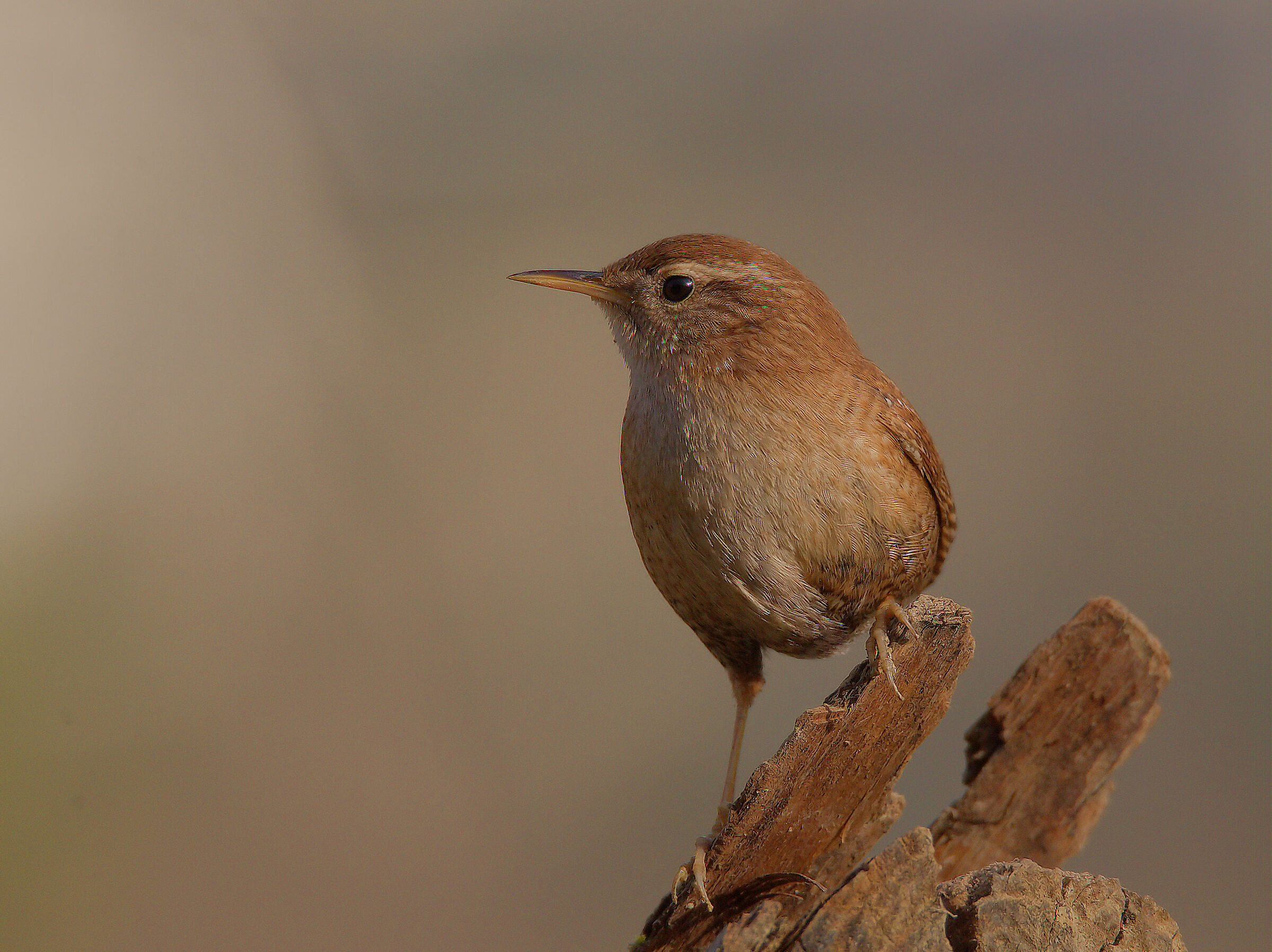Wren