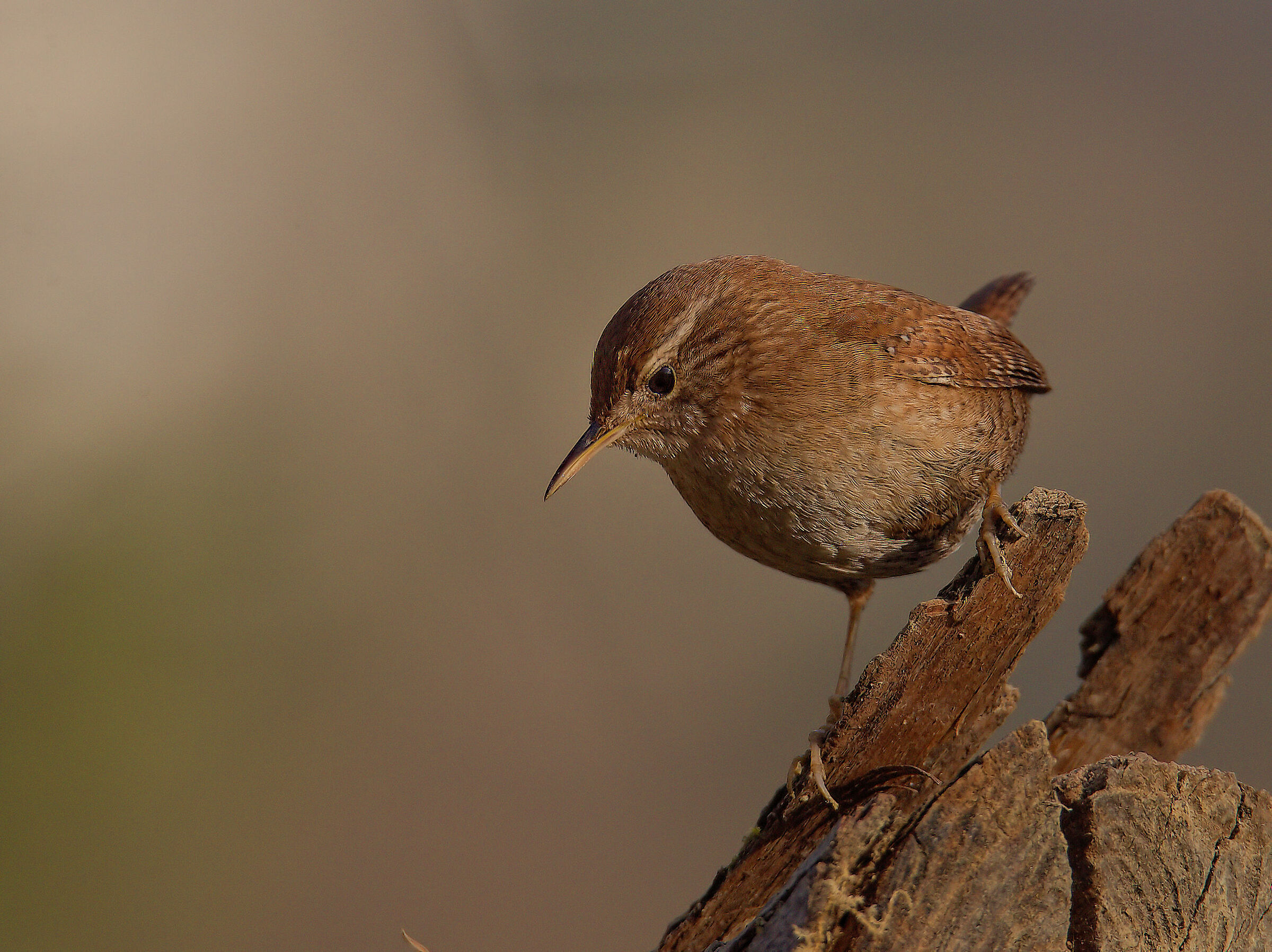 Wren