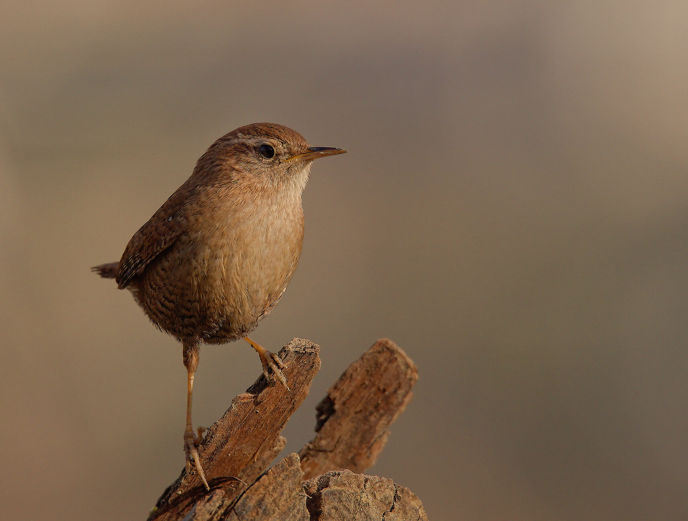 Wren