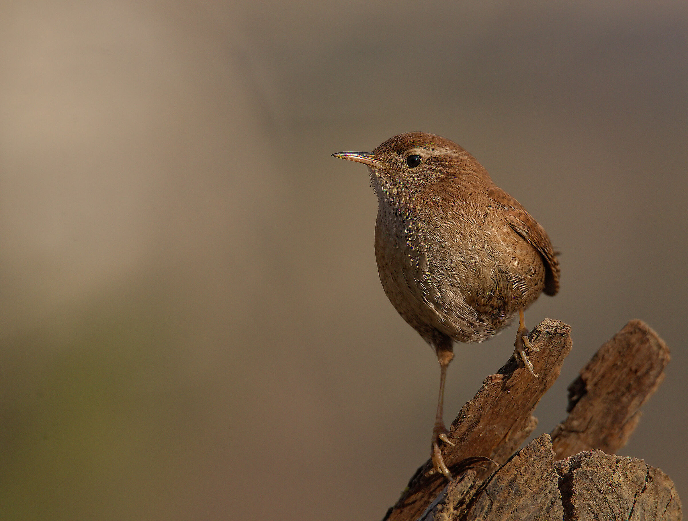 Wren