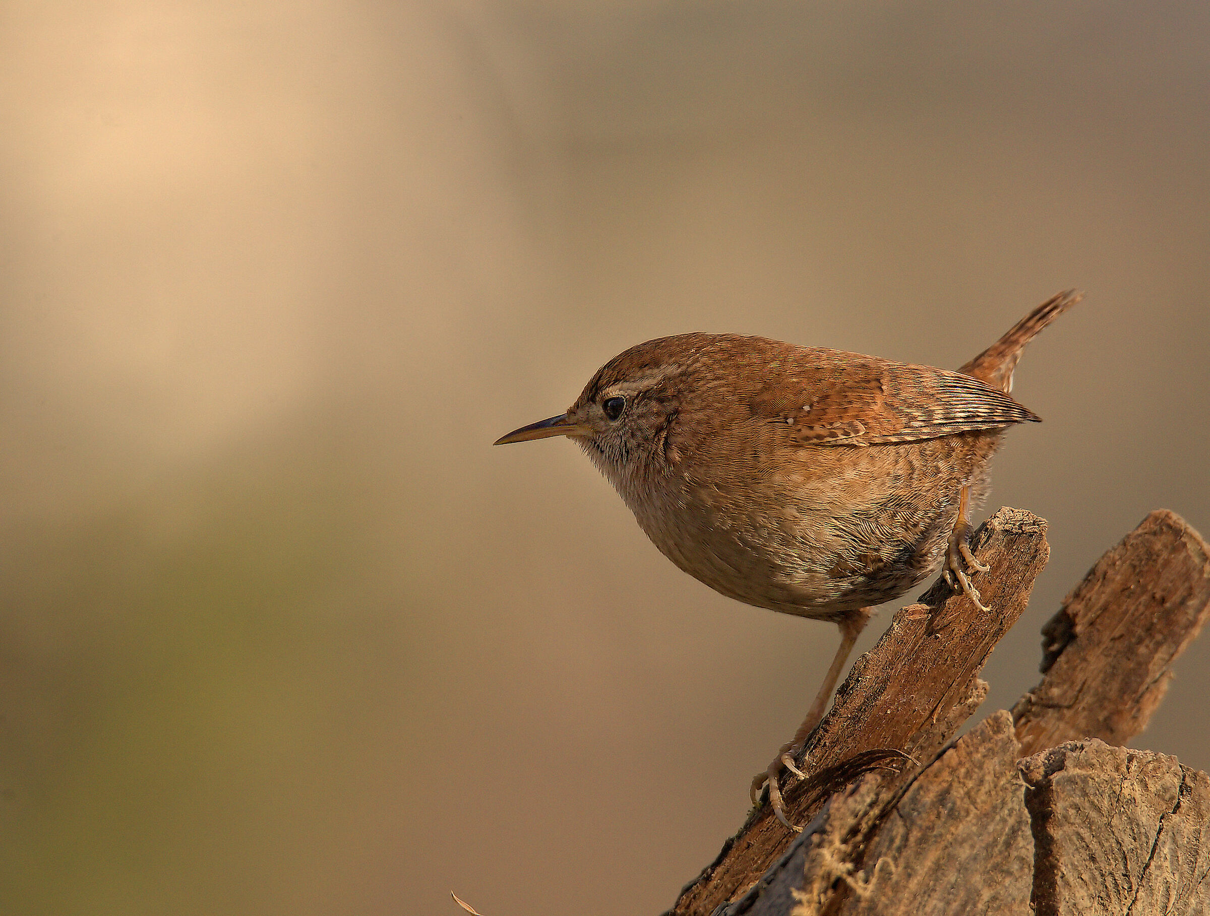 Wren