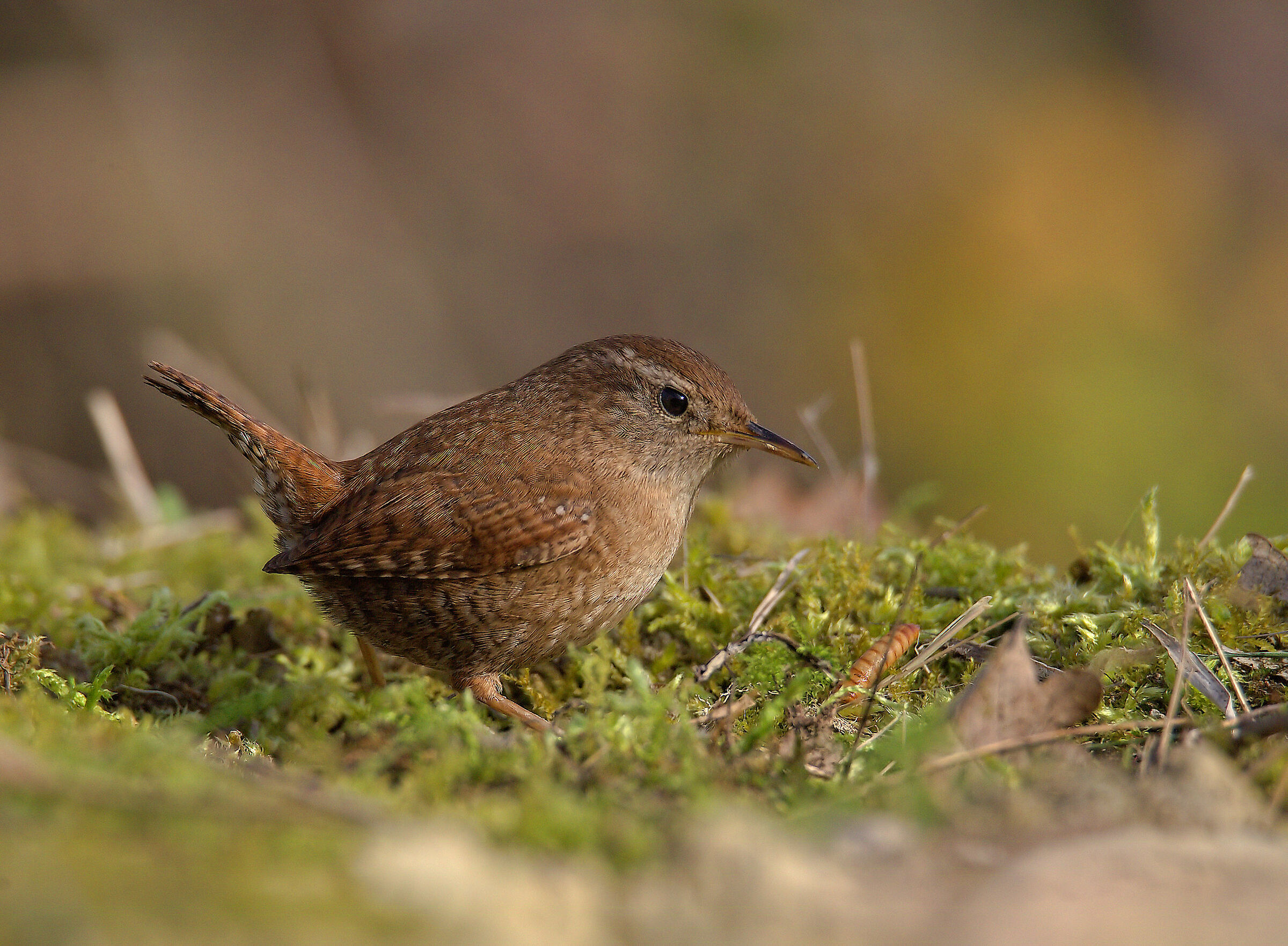 Wren
