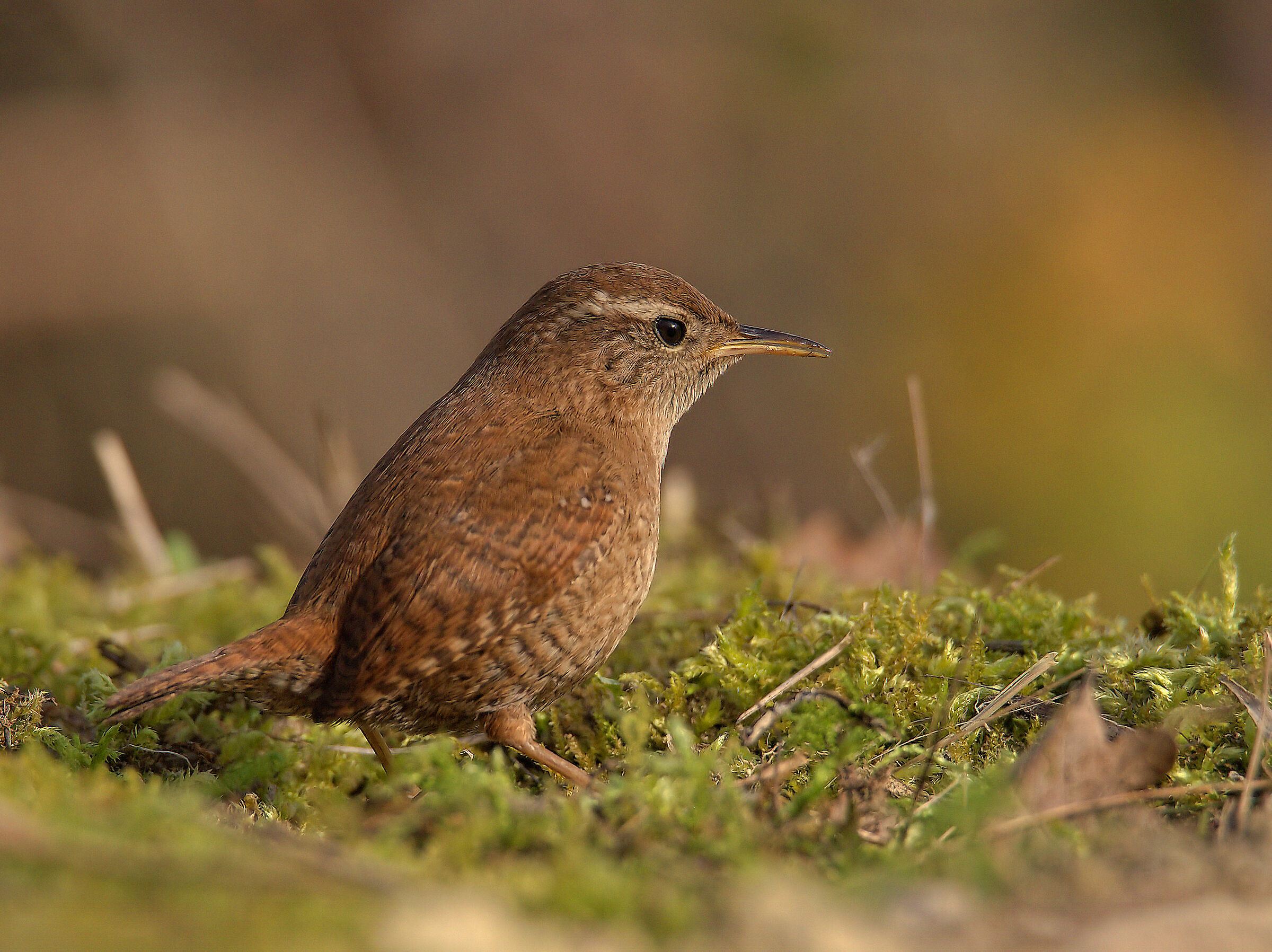 Wren