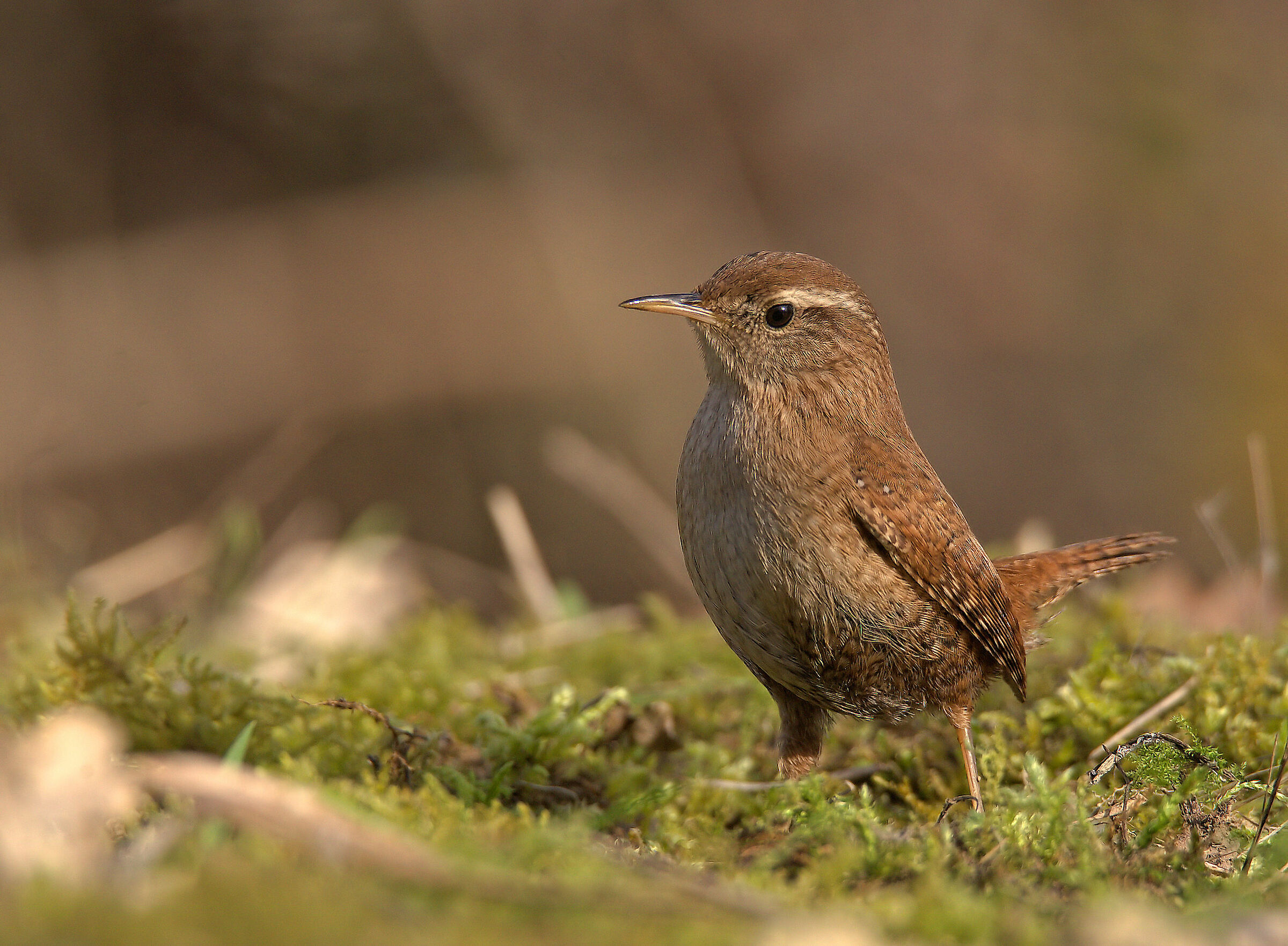 Wren