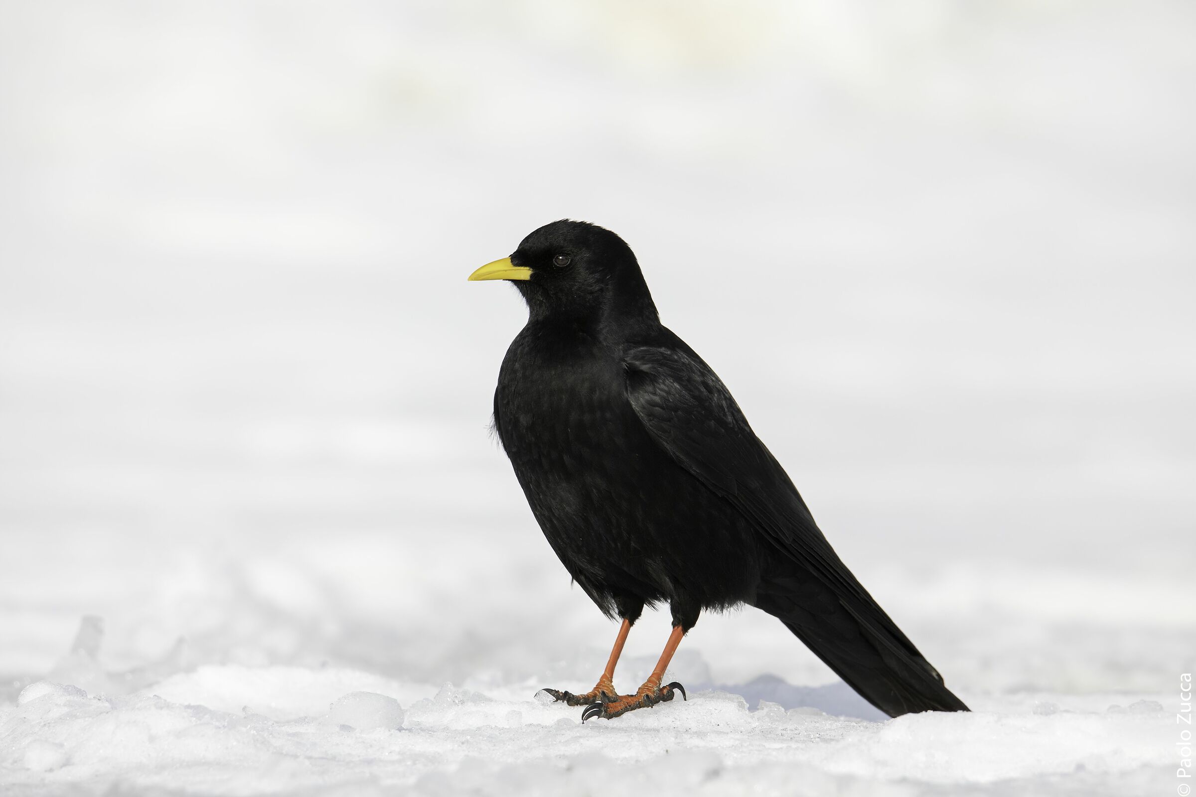 Just a Gracchio in the snow