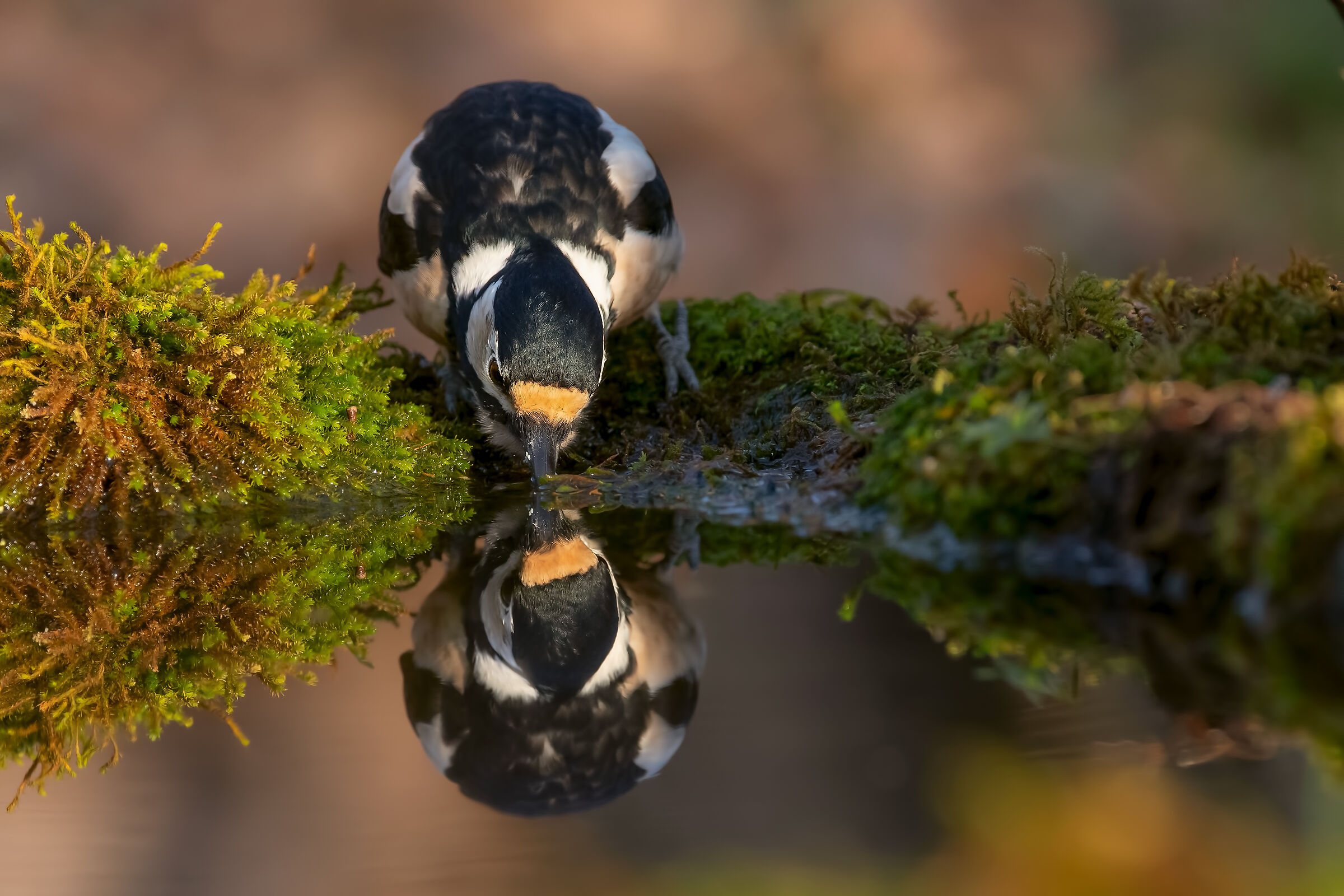 picchio rosso allo specchio