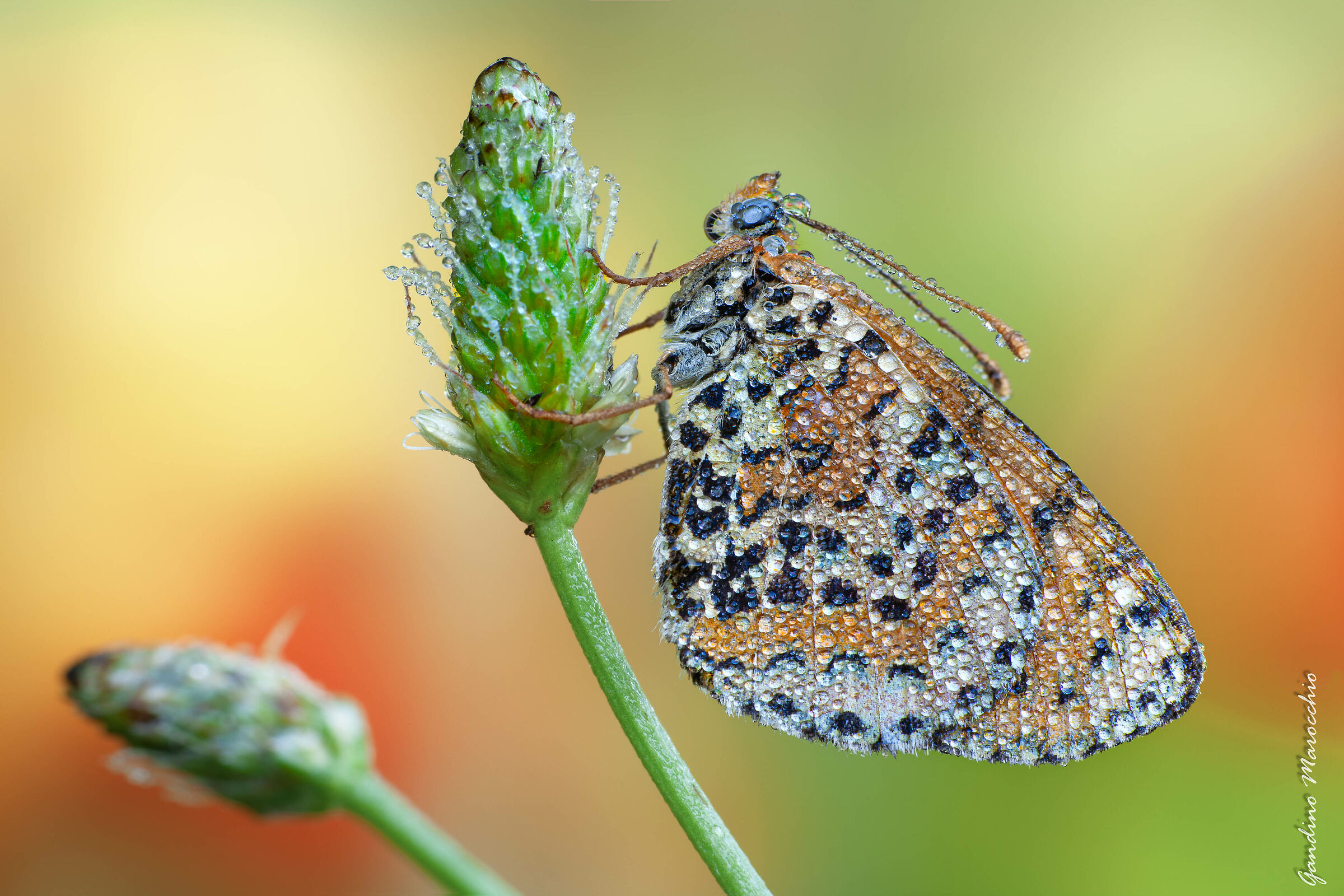 melitaea