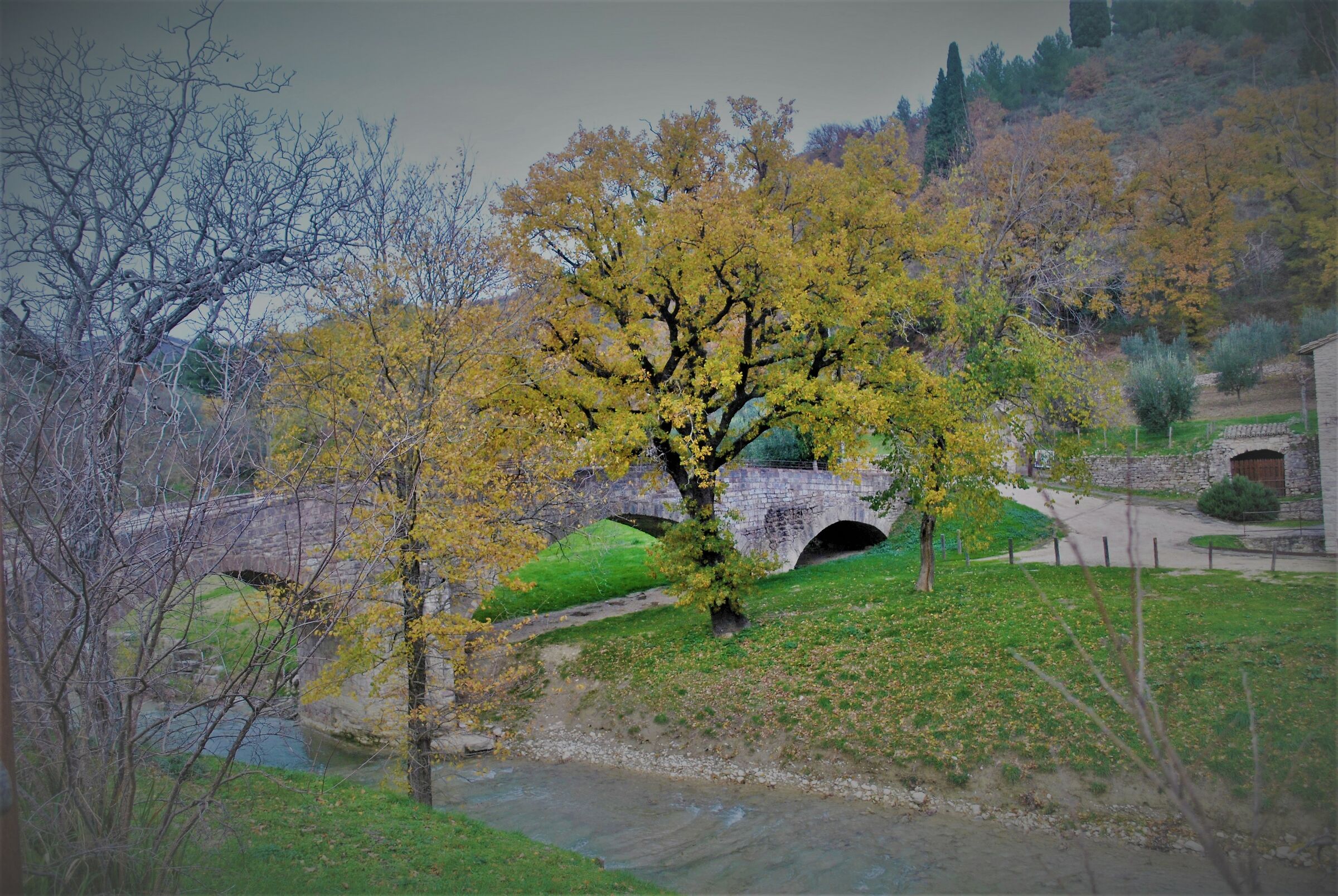 bosco di san francesco