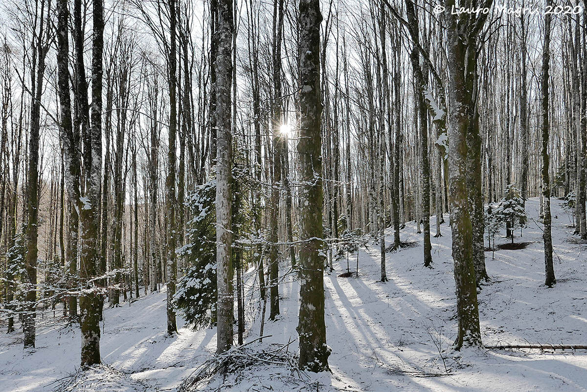 A lantern in the woods