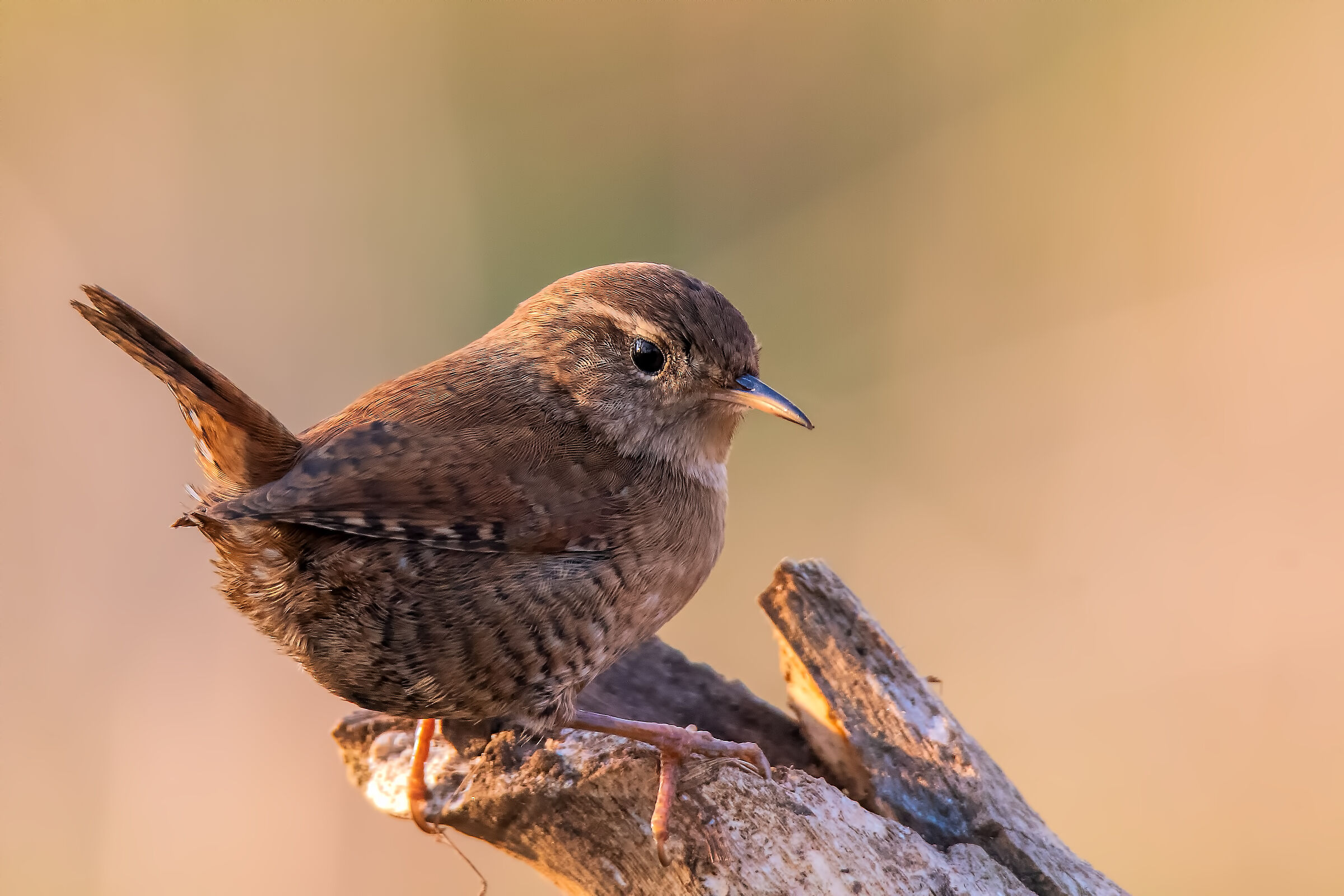 Wren