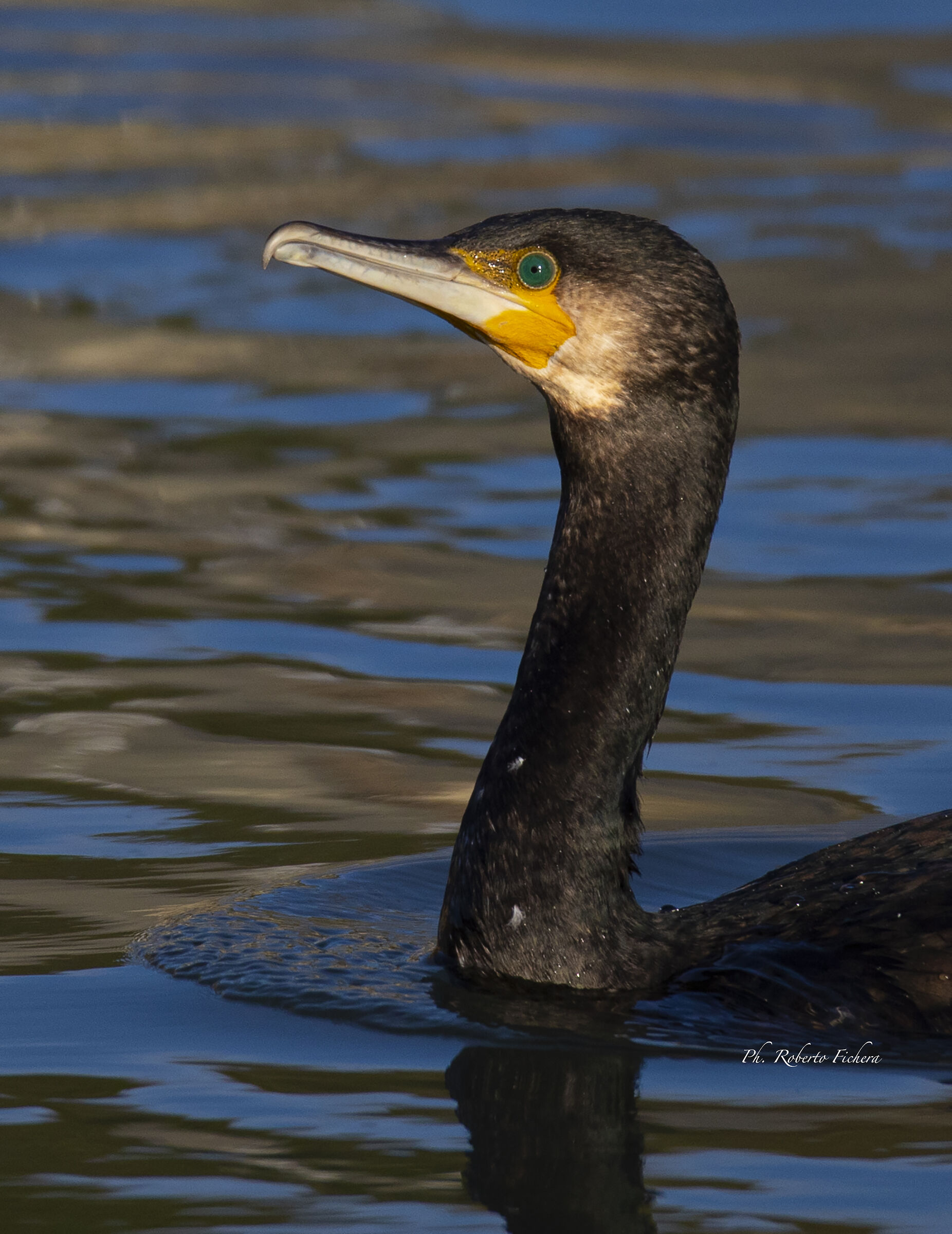 Colmorano Phalacrocorax carbo