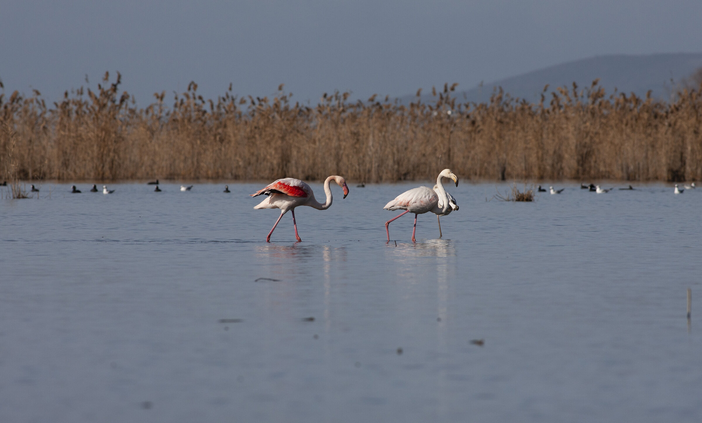 Fenicotteri del Trasimeno